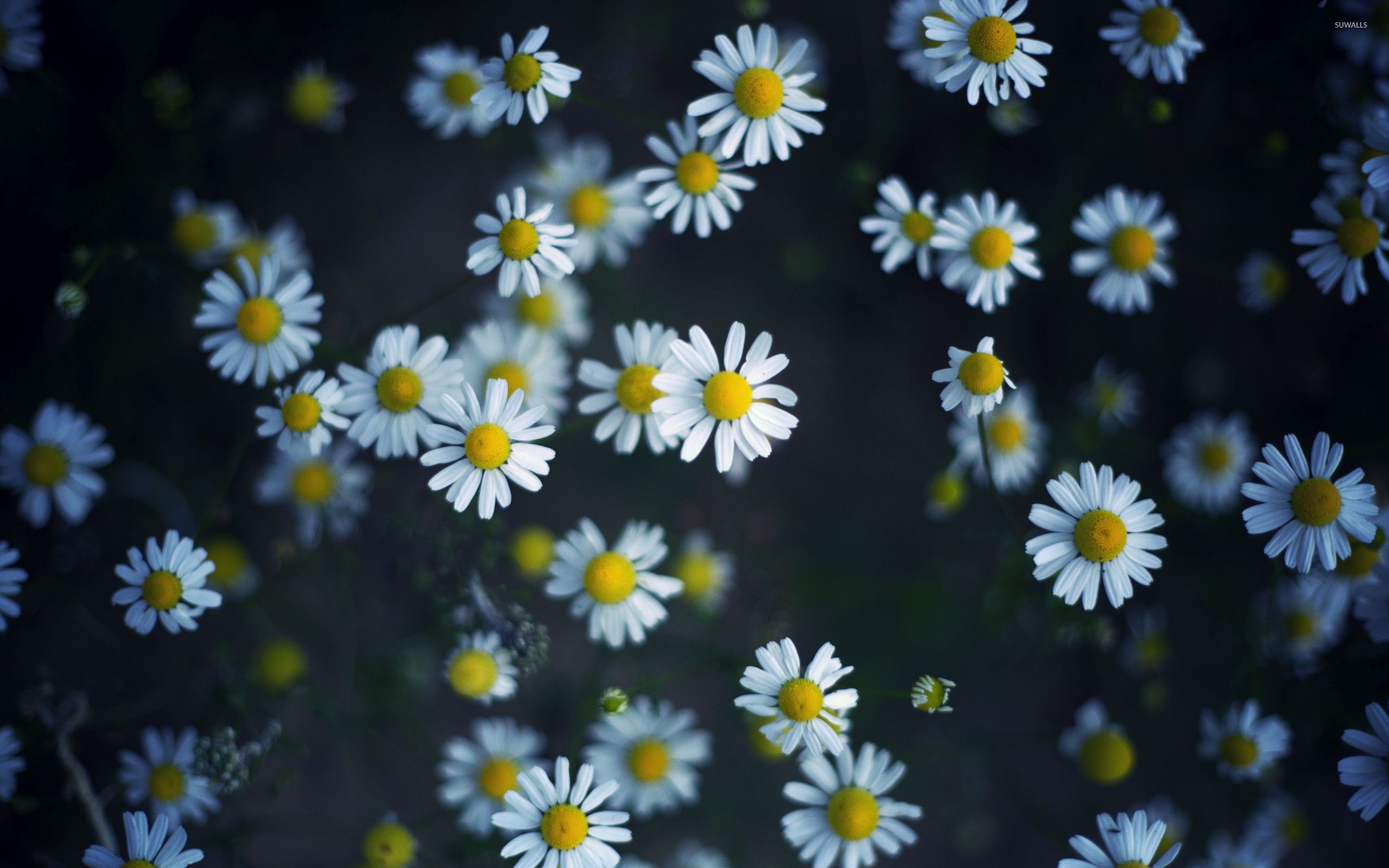 Daisy Wallpapers - Mejores fondos de Daisy gratis - WallpaperAccess