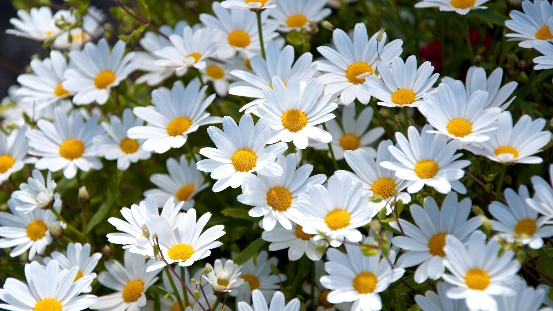 409 Daisy Fondos de pantalla HD | Imágenes de fondo