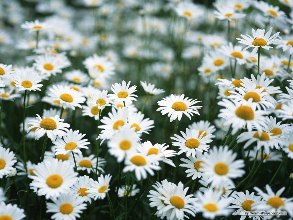 Daisy Wallpapers - Mejores fondos de Daisy gratis - WallpaperAccess