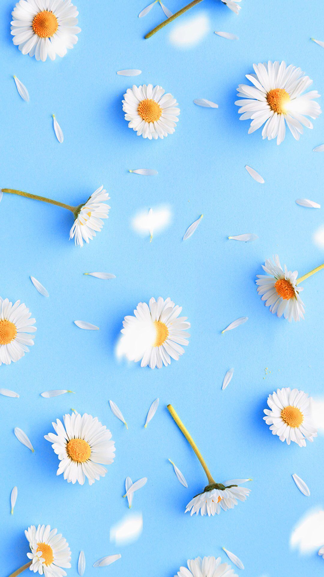Daisy iPhone Fondos de pantalla 1 | Las mejores ideas para probar | Recetas, peinados