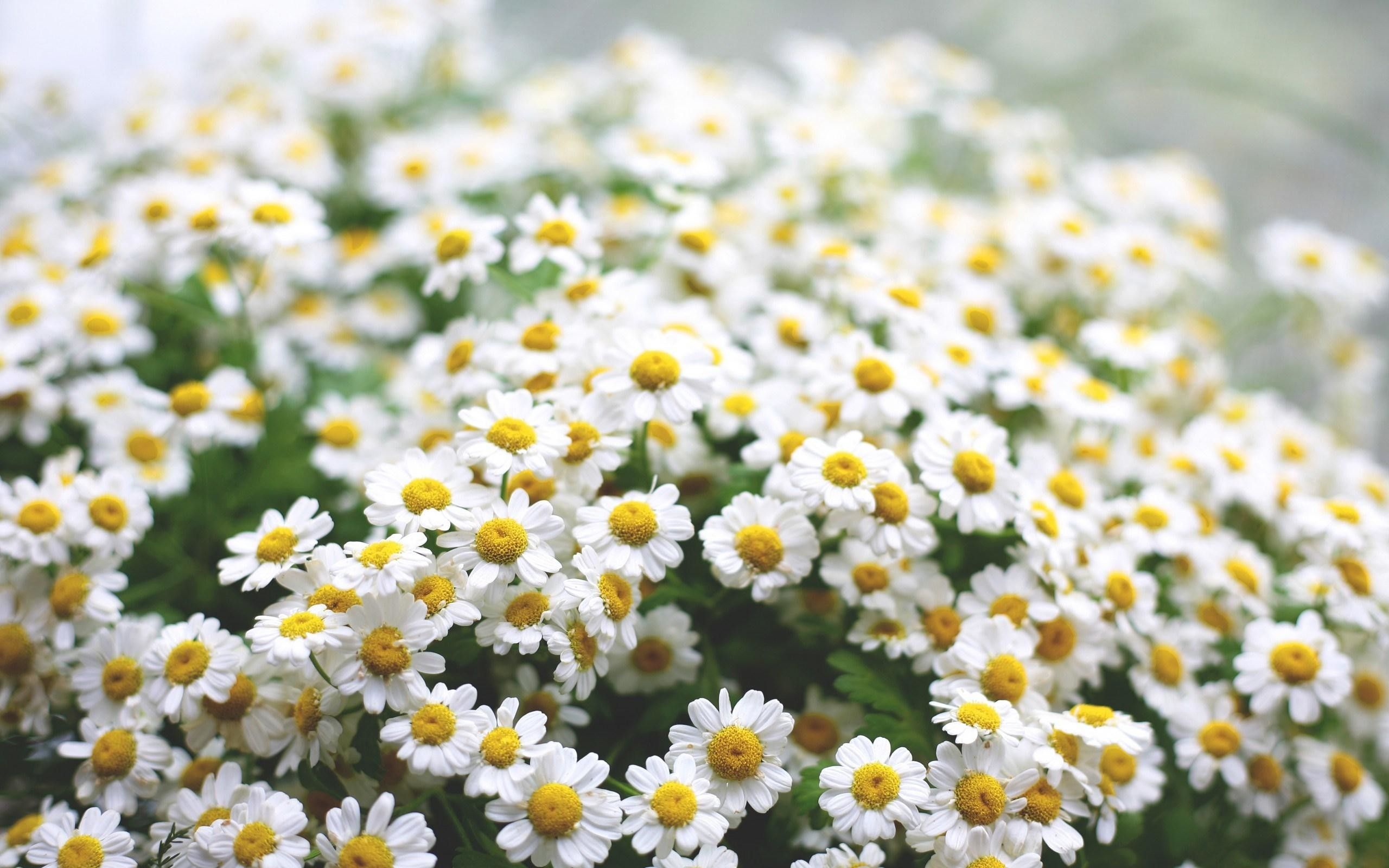 Daisy Flower Wallpaper (57+ imágenes)