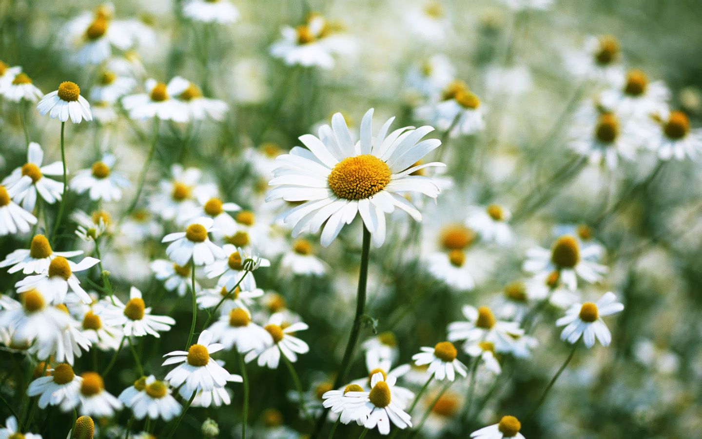 Fondo de pantalla de Daisy # 6872564