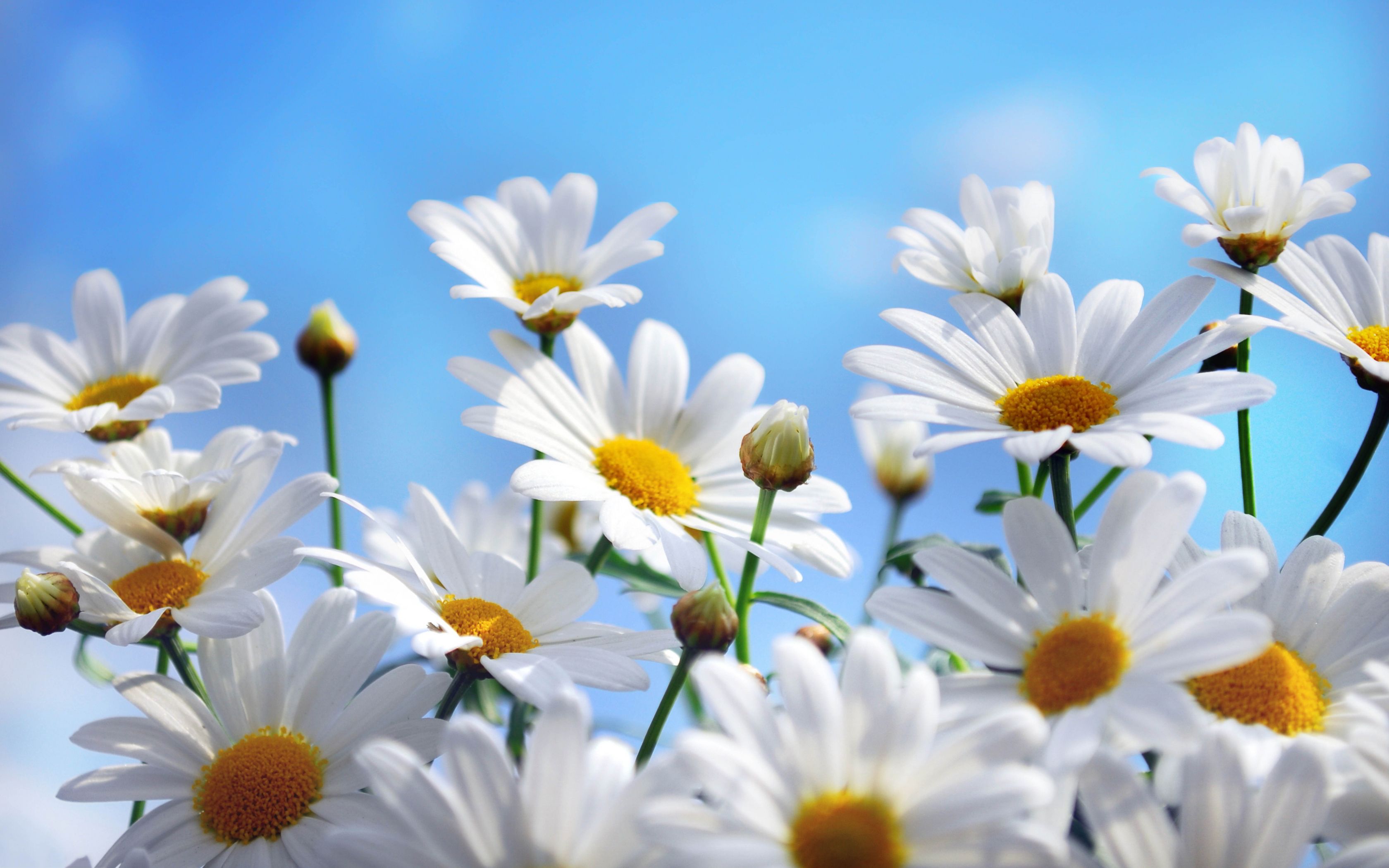 Daisy Photo, descargar la imagen de un mejor fondo de pantalla HD Daisy, # 7083