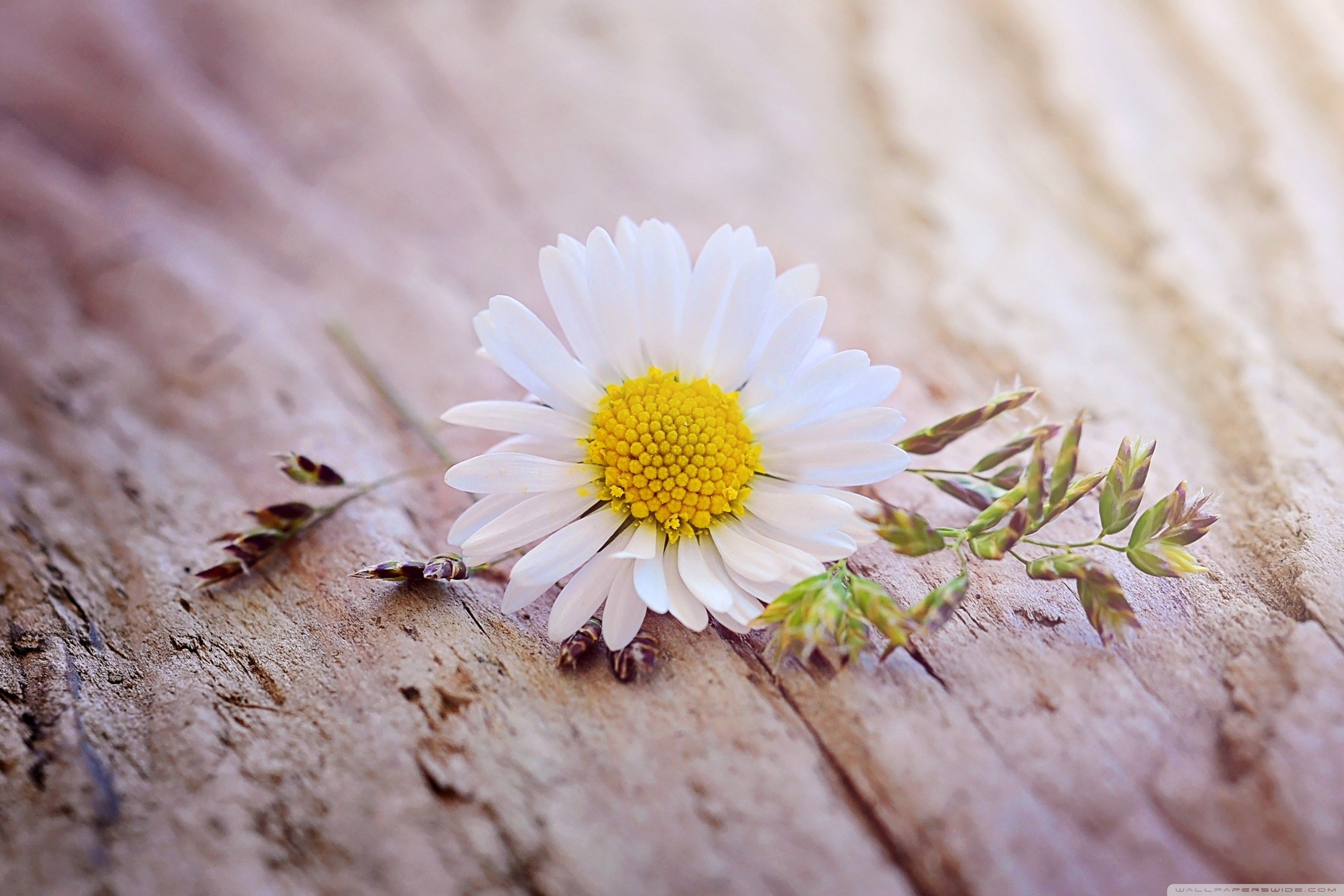 Más de 54 fondos de pantalla de Daisy Flower