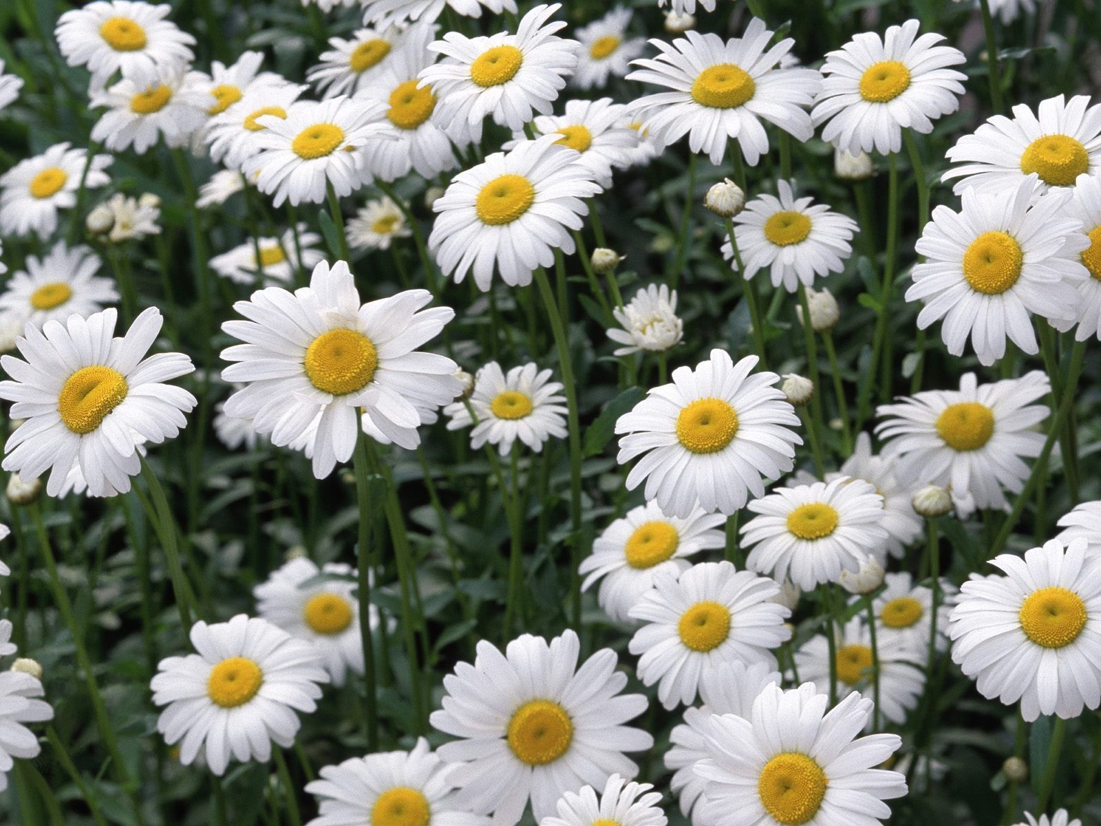 Daisy Wallpapers - Mejores fondos de Daisy gratis - WallpaperAccess