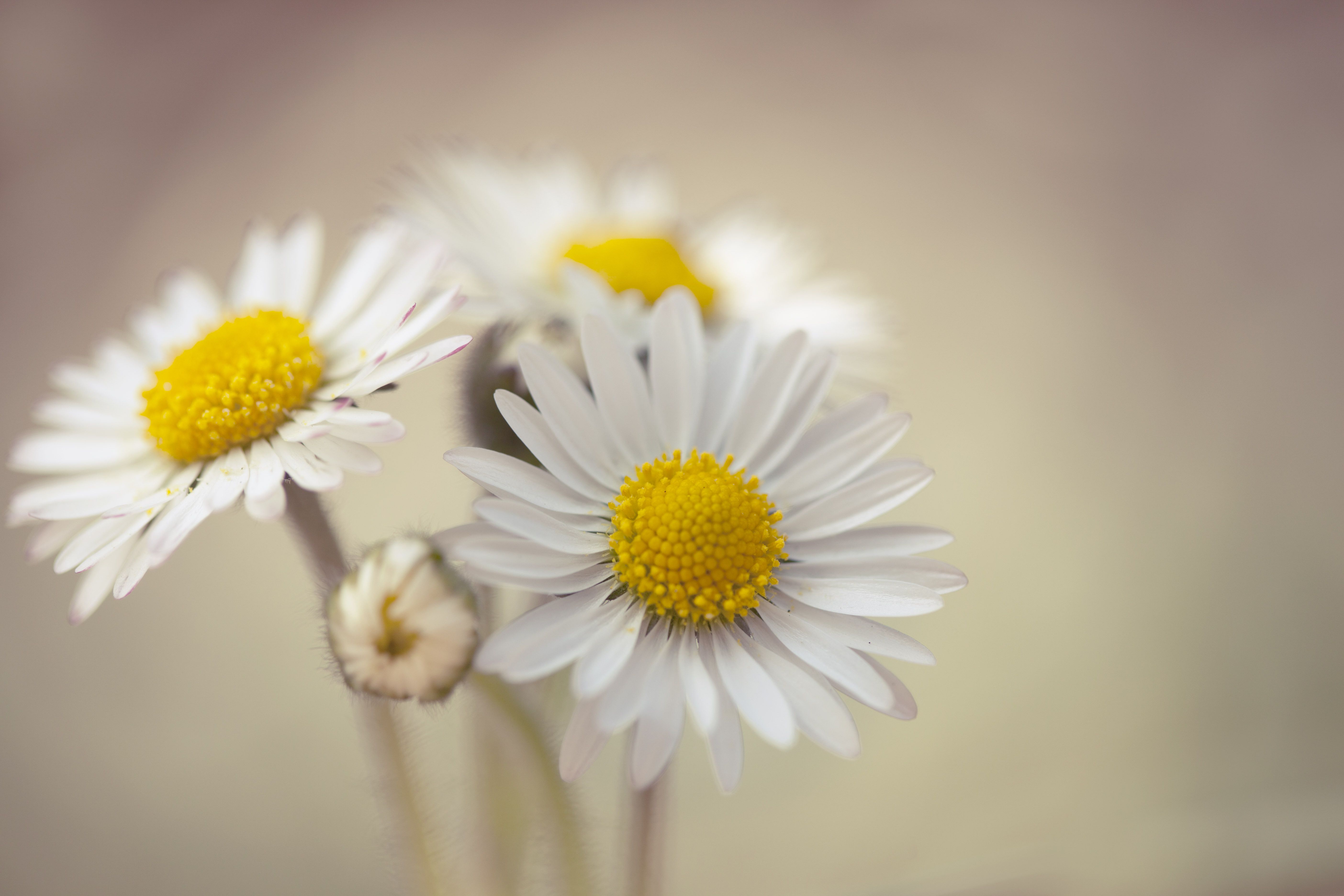 409 Daisy Fondos de pantalla HD | Imágenes de fondo