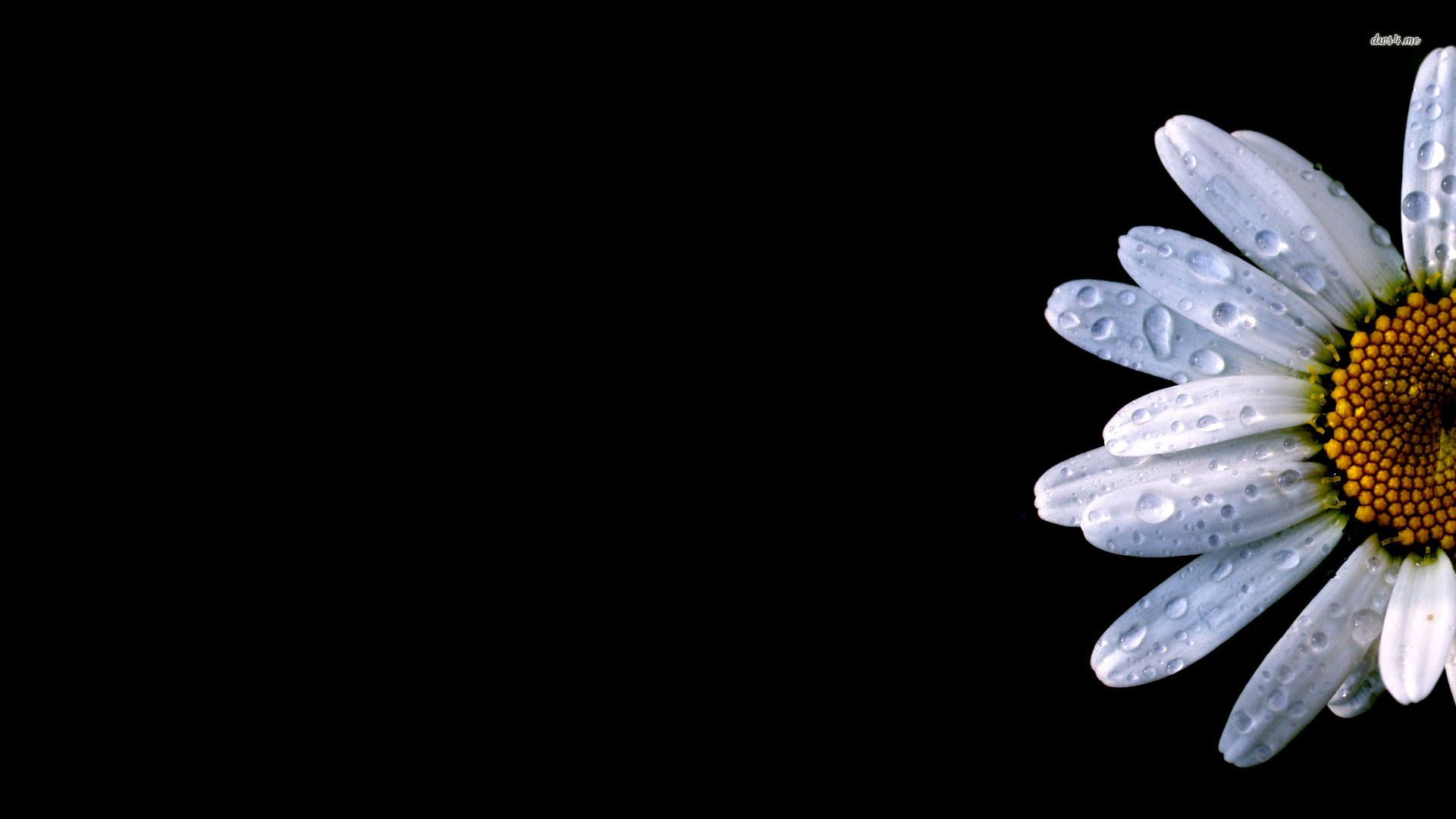 16228 daisy fondo de pantalla para computadora