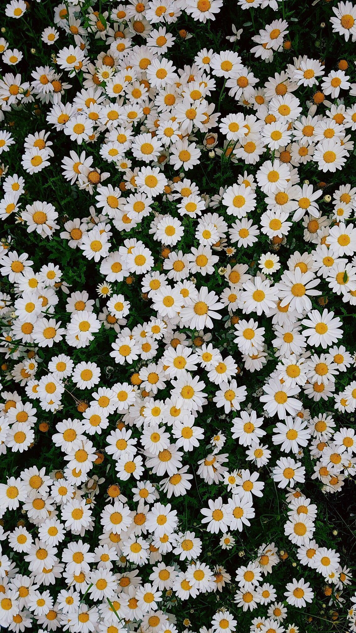Hermosas margaritas iPhone Fondos de pantalla 1 | Las mejores ideas para probar | Recetas