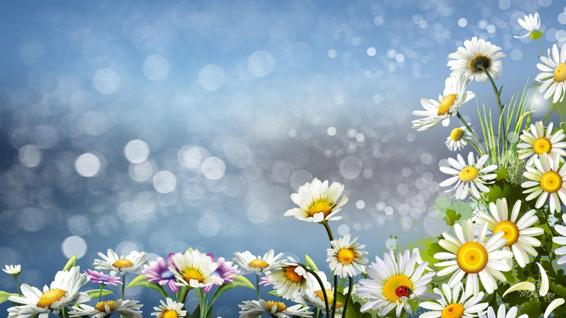 Daisy Wallpaper 3 - 1920 X 1080 | stmed.net