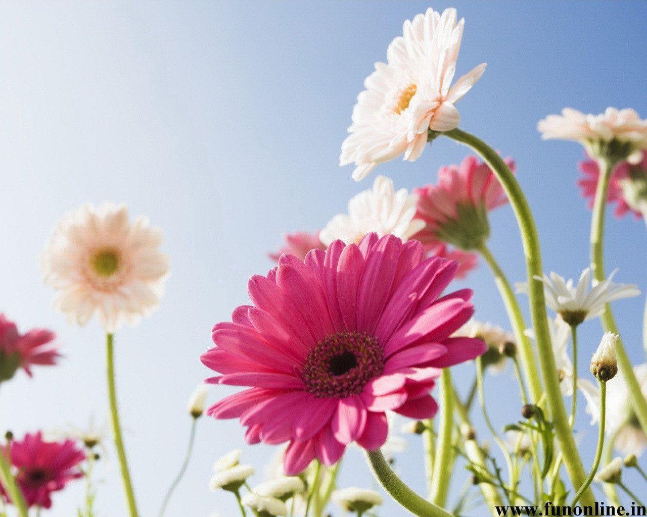 Más de 45 fondos de pantalla de Gerbera Daisy - Descarga
