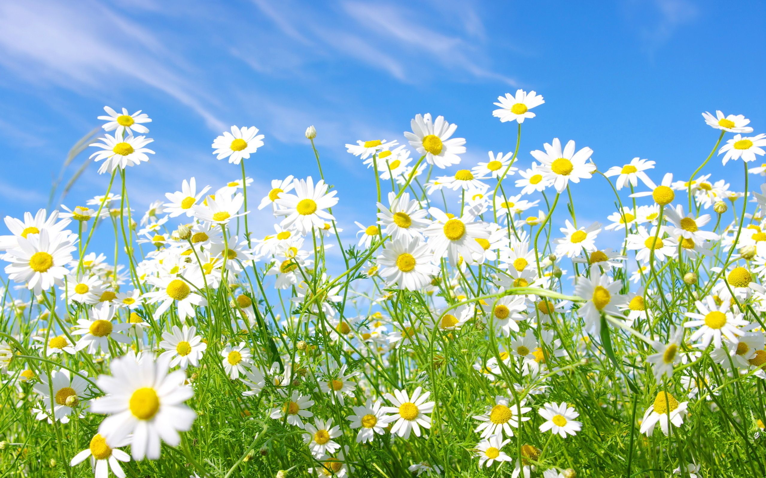 409 Daisy Fondos de pantalla HD | Imágenes de fondo