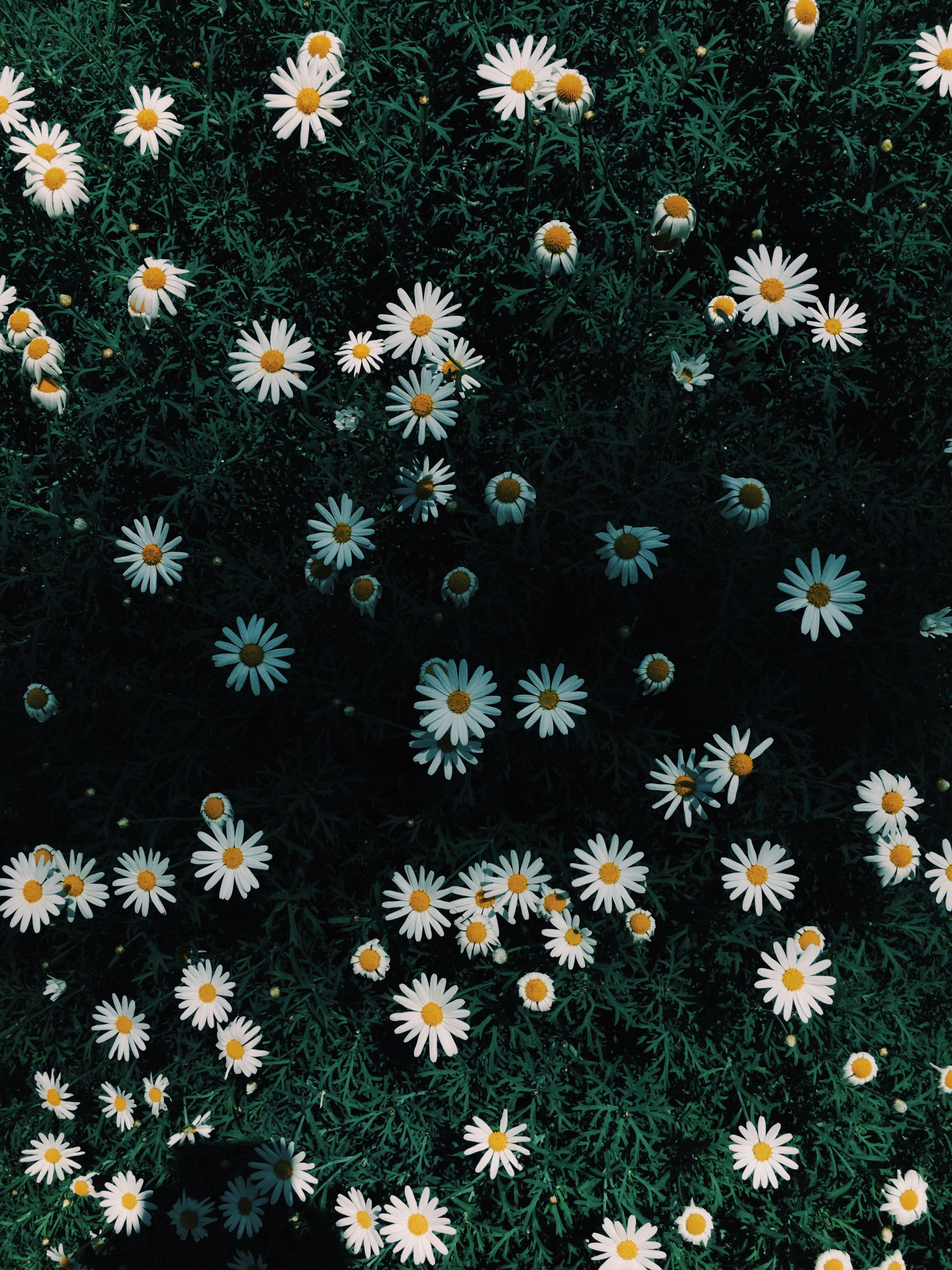 Daisy Flowers · Foto de Archivo Gratis
