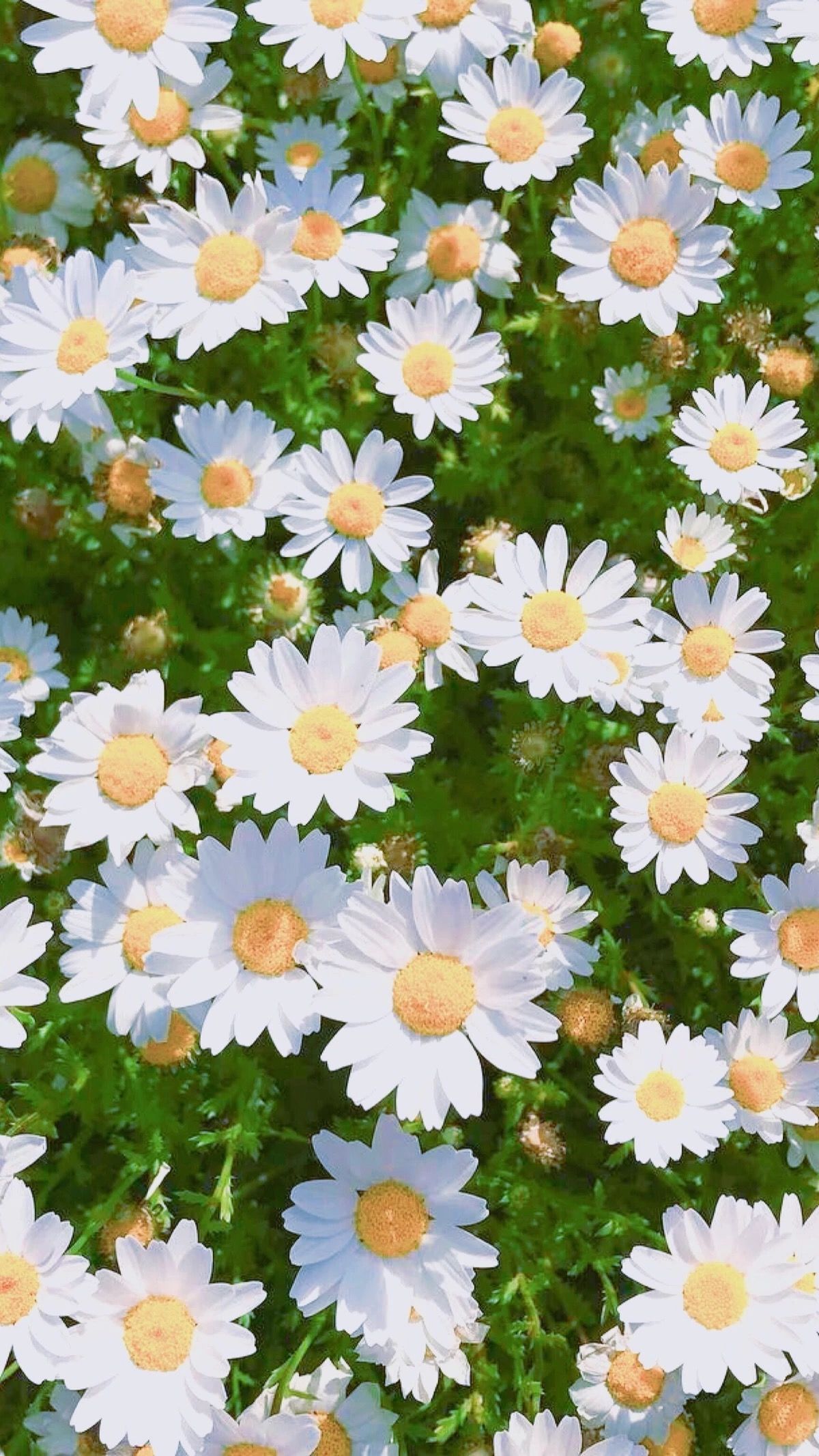 Daisy Aesthetic Wallpapers - Los mejores fondos de Daisy Aesthetic gratis