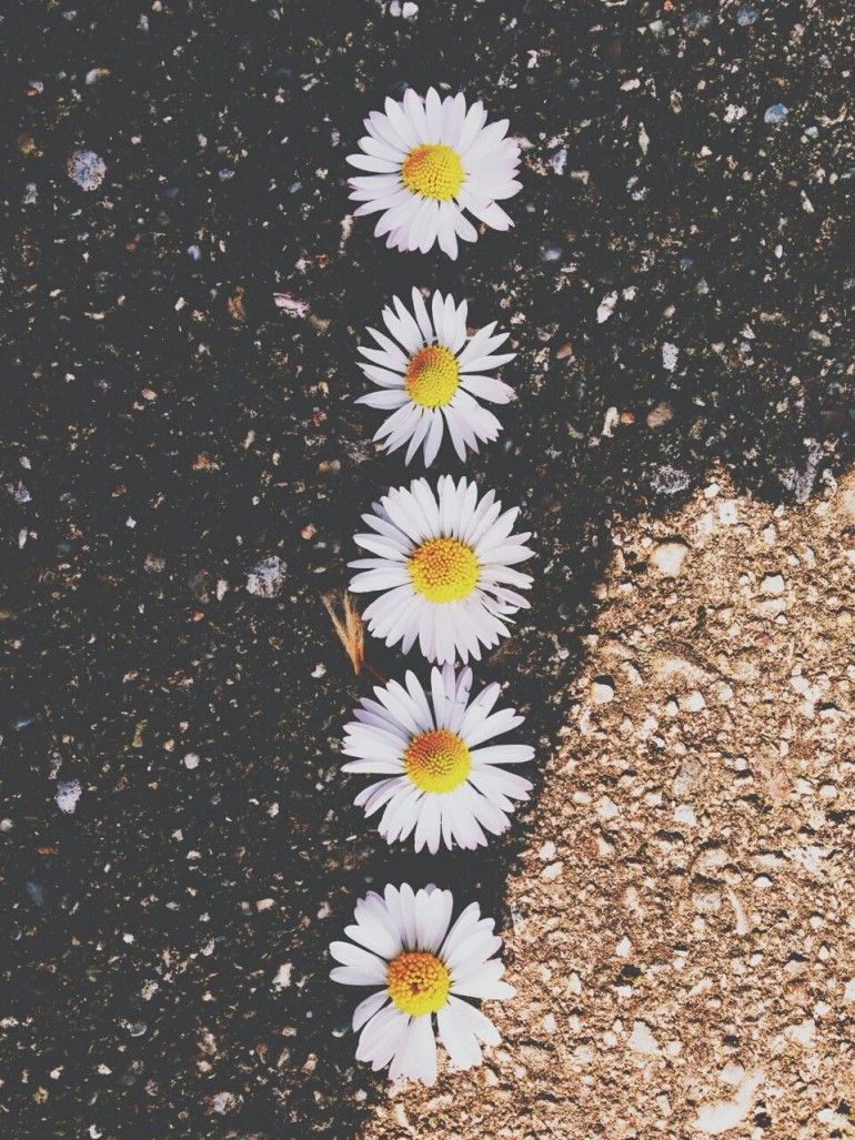 Daisy Wallpapers en Inspirationde