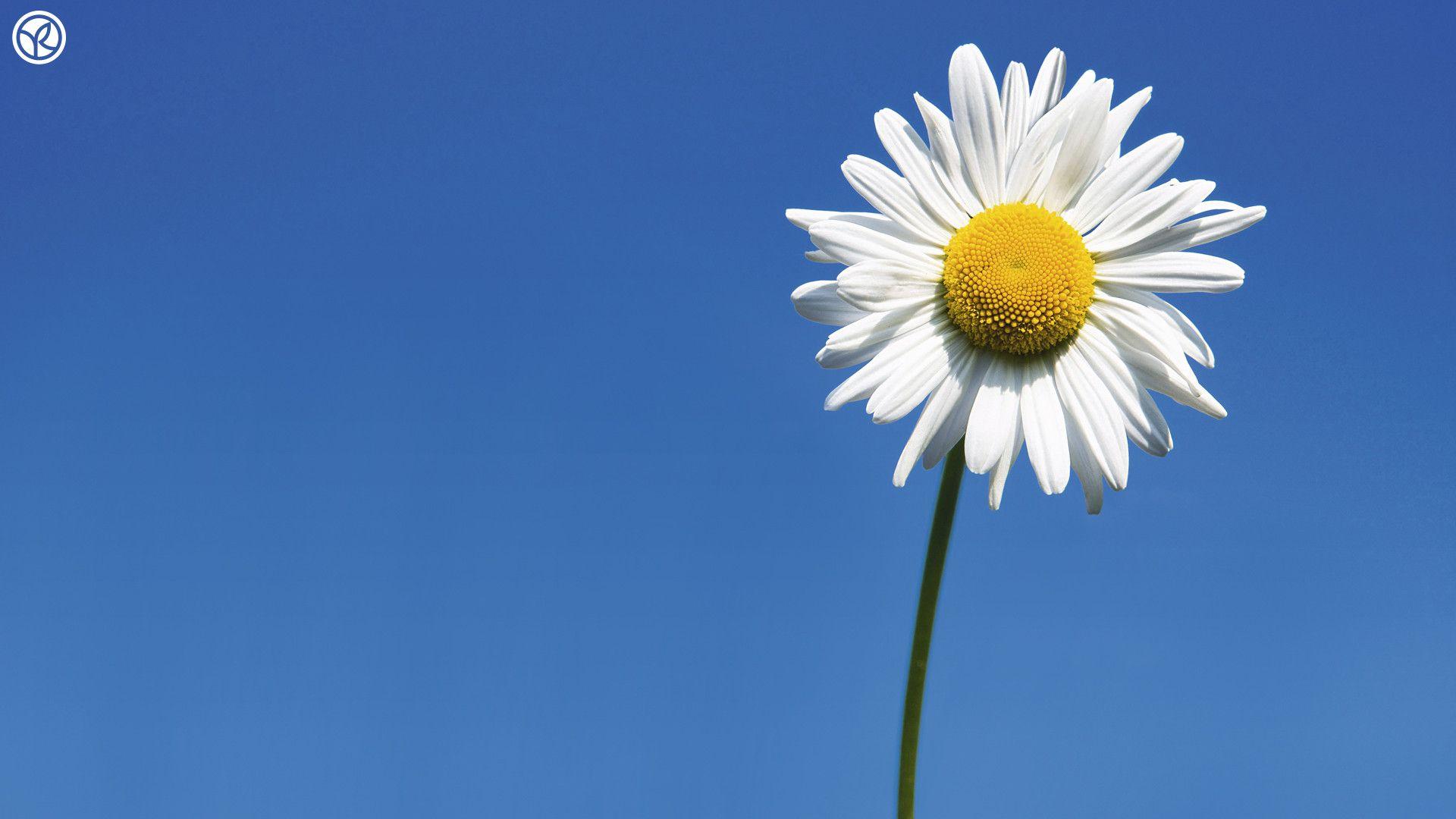 Daisy Wallpapers - Wallpaper Cueva