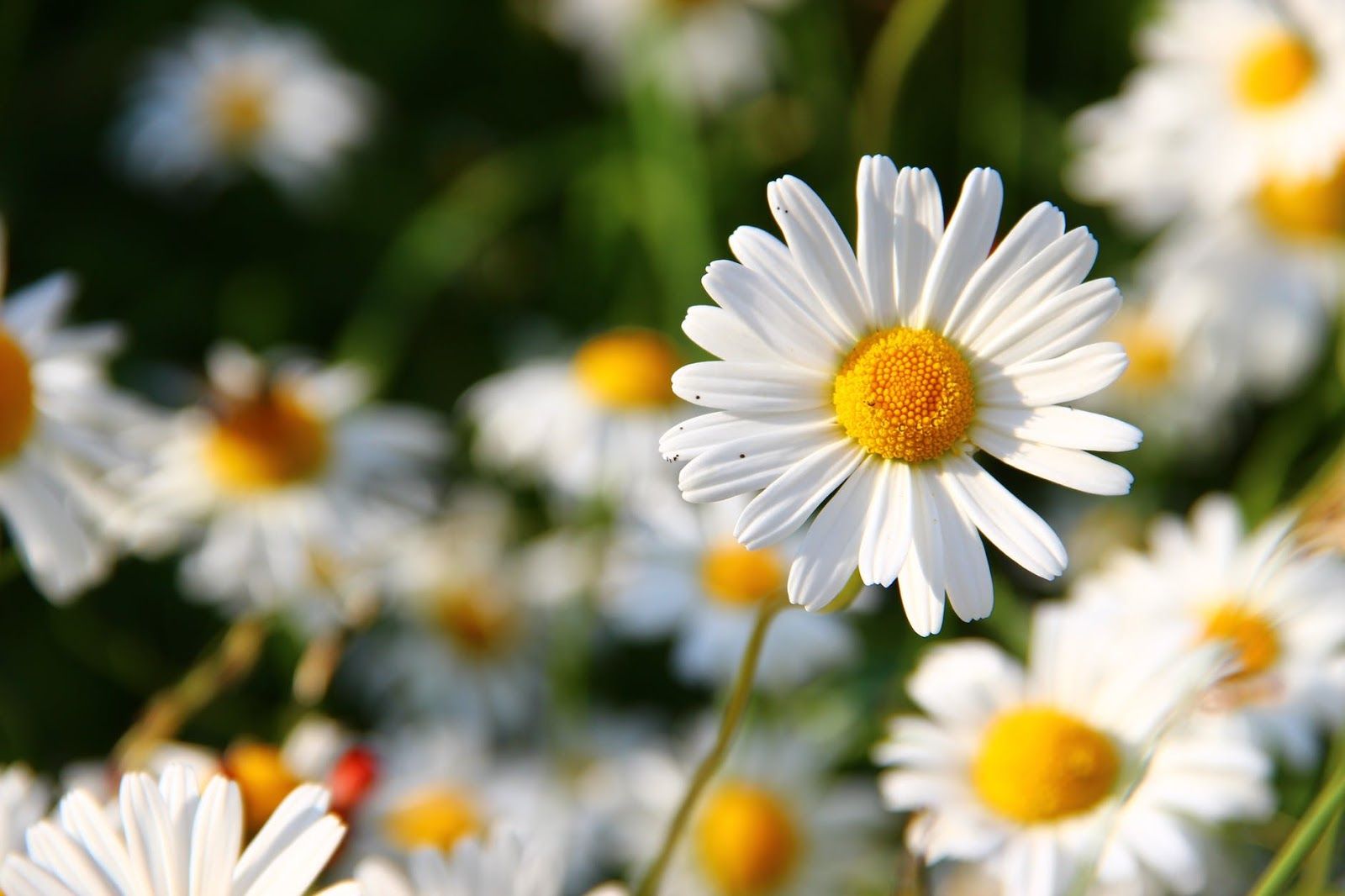 Flower Wallpaper | Margarita blanca | HD Daisy Wallpaper ~ paredes hd