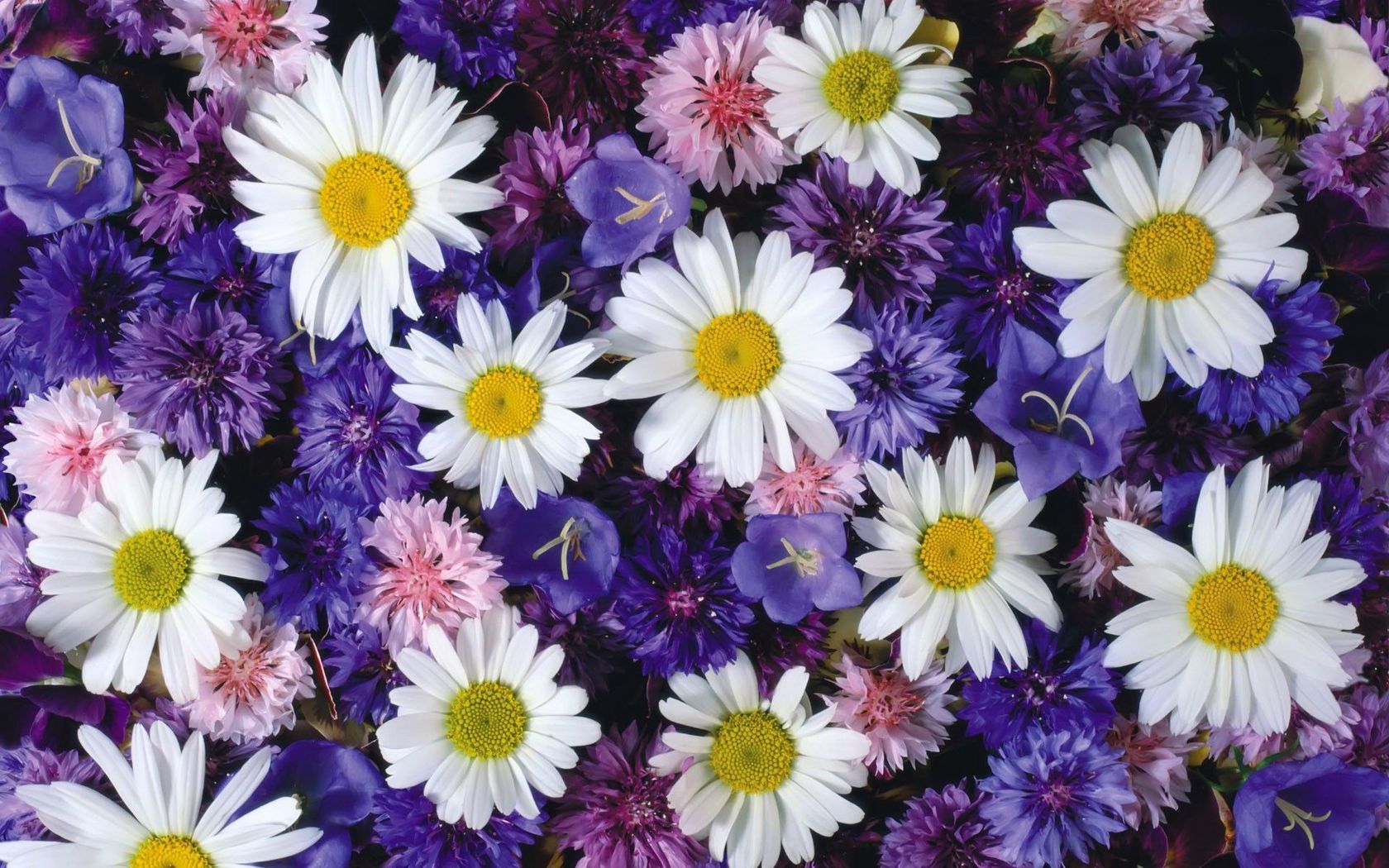 Daisy Wallpapers HD # 12JA775 - 4USkY