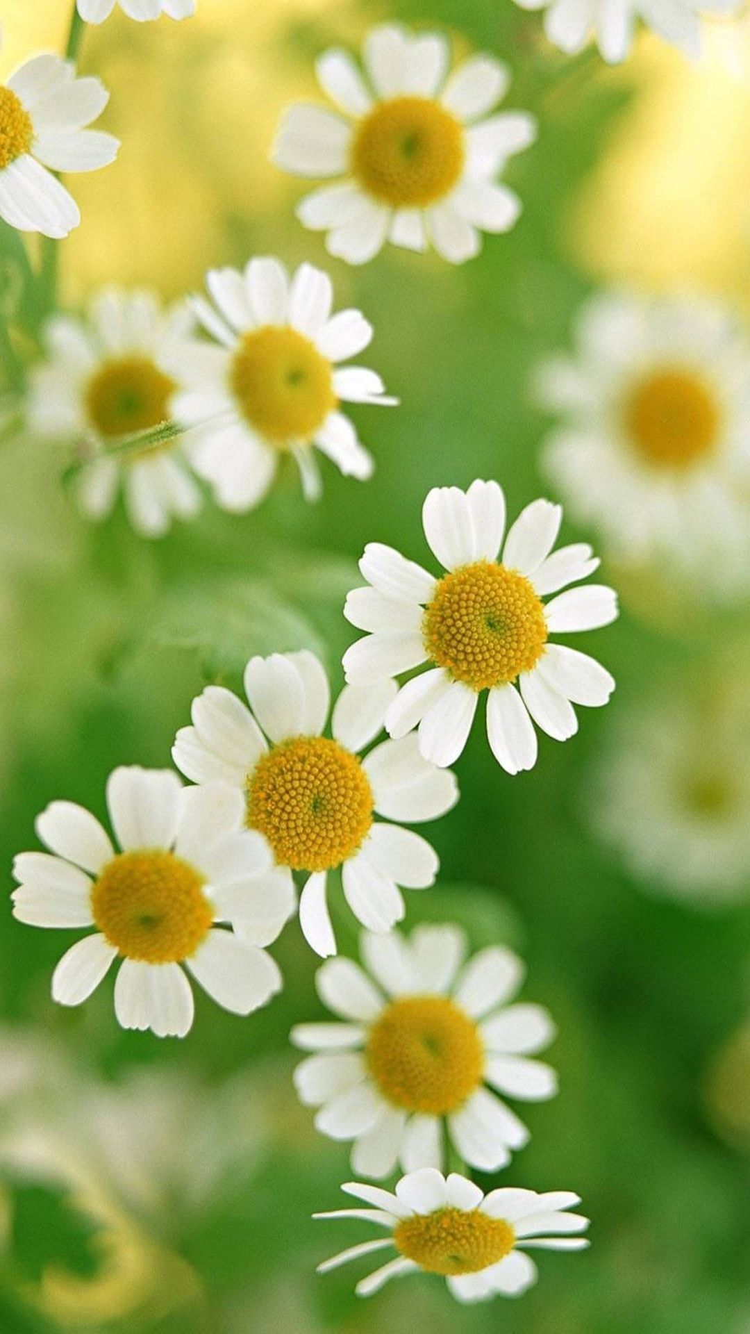 Margaritas, Flores Blancas, Flores Fondos de pantalla Hd / Desktop - Iphone