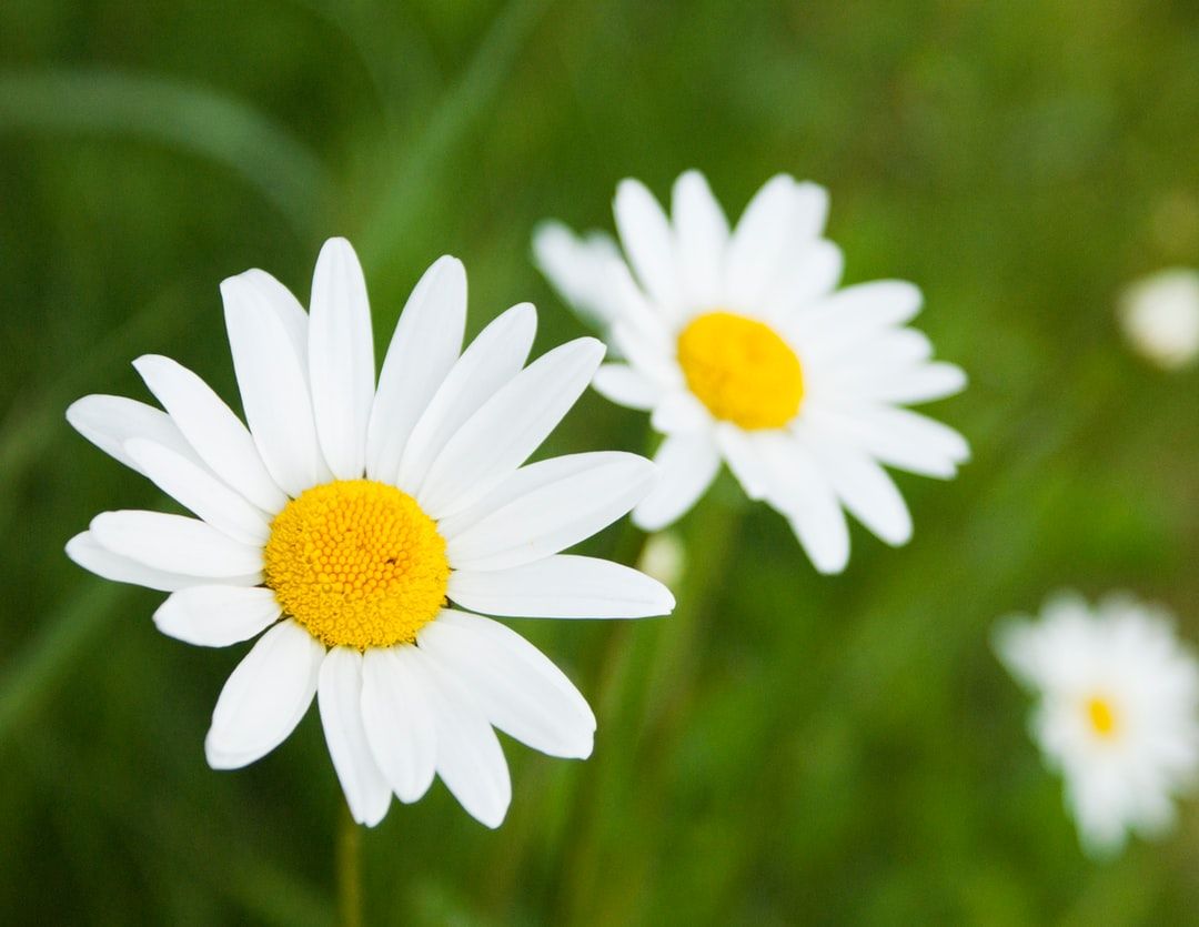 Más de 500 fotos de Daisy | Descargar imágenes gratis