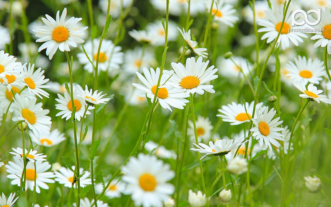 Daisy fondo de pantalla | 1280x800 | # 38017