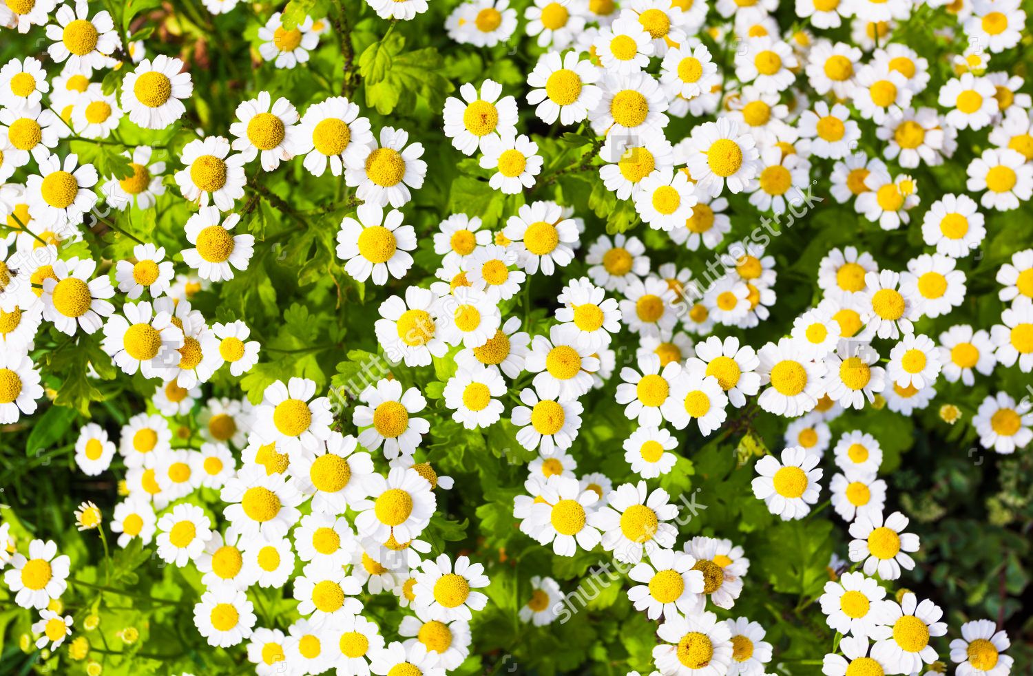 Más de 27 fondos de Daisy, fondos de pantalla, imágenes, imágenes | Tendencias de diseño