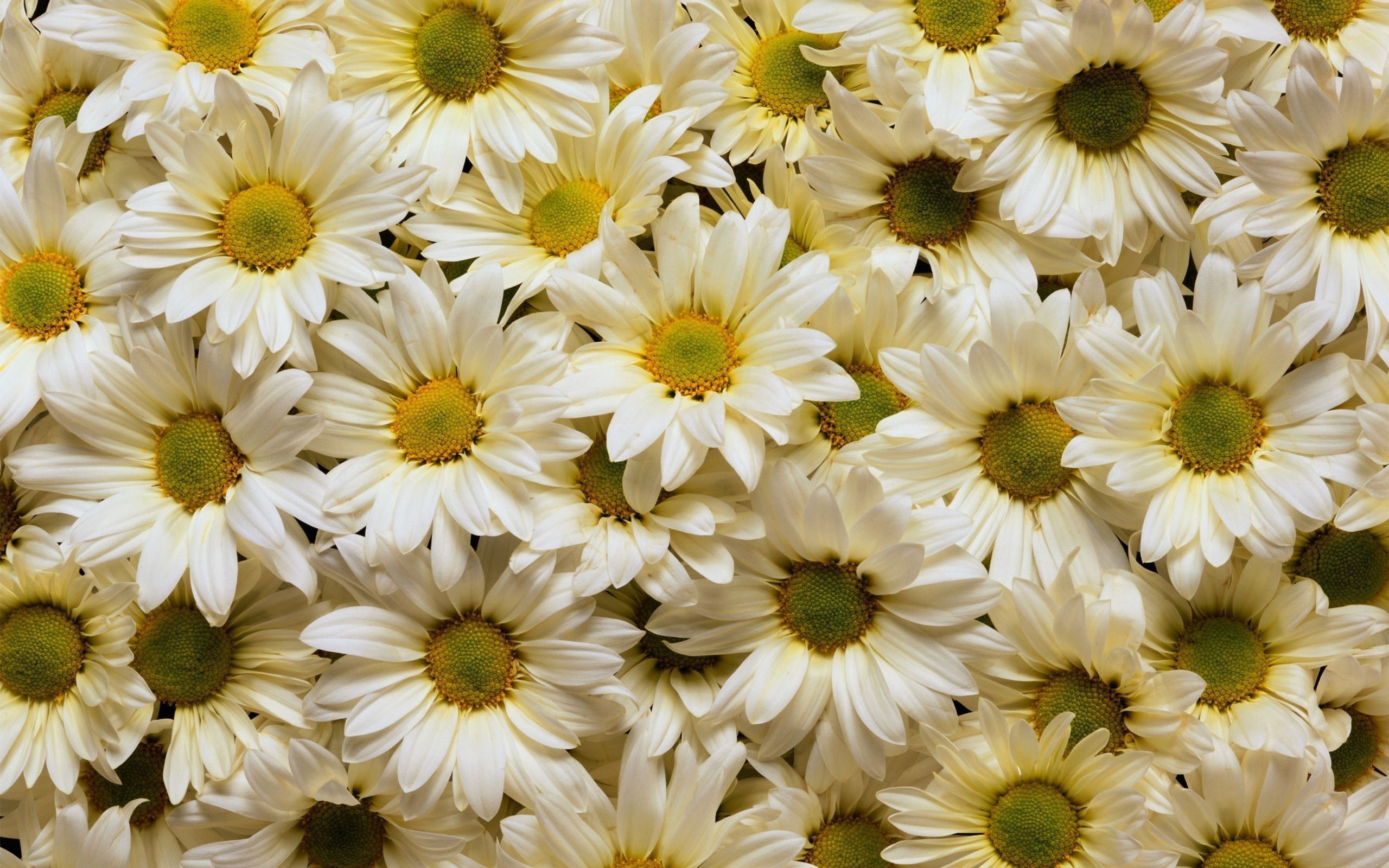 Daisy Wallpapers (más de 58 imágenes de fondo)