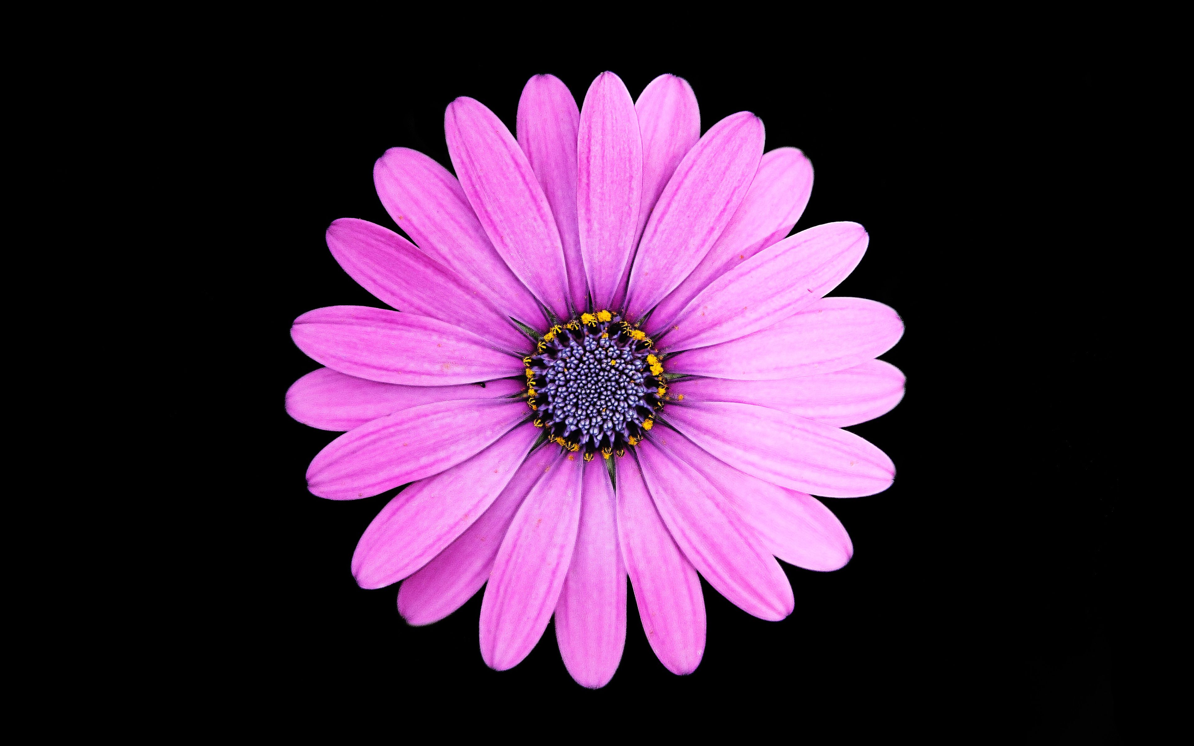 Margarita Purple Daisy Fondos de pantalla | Wallpapers HD