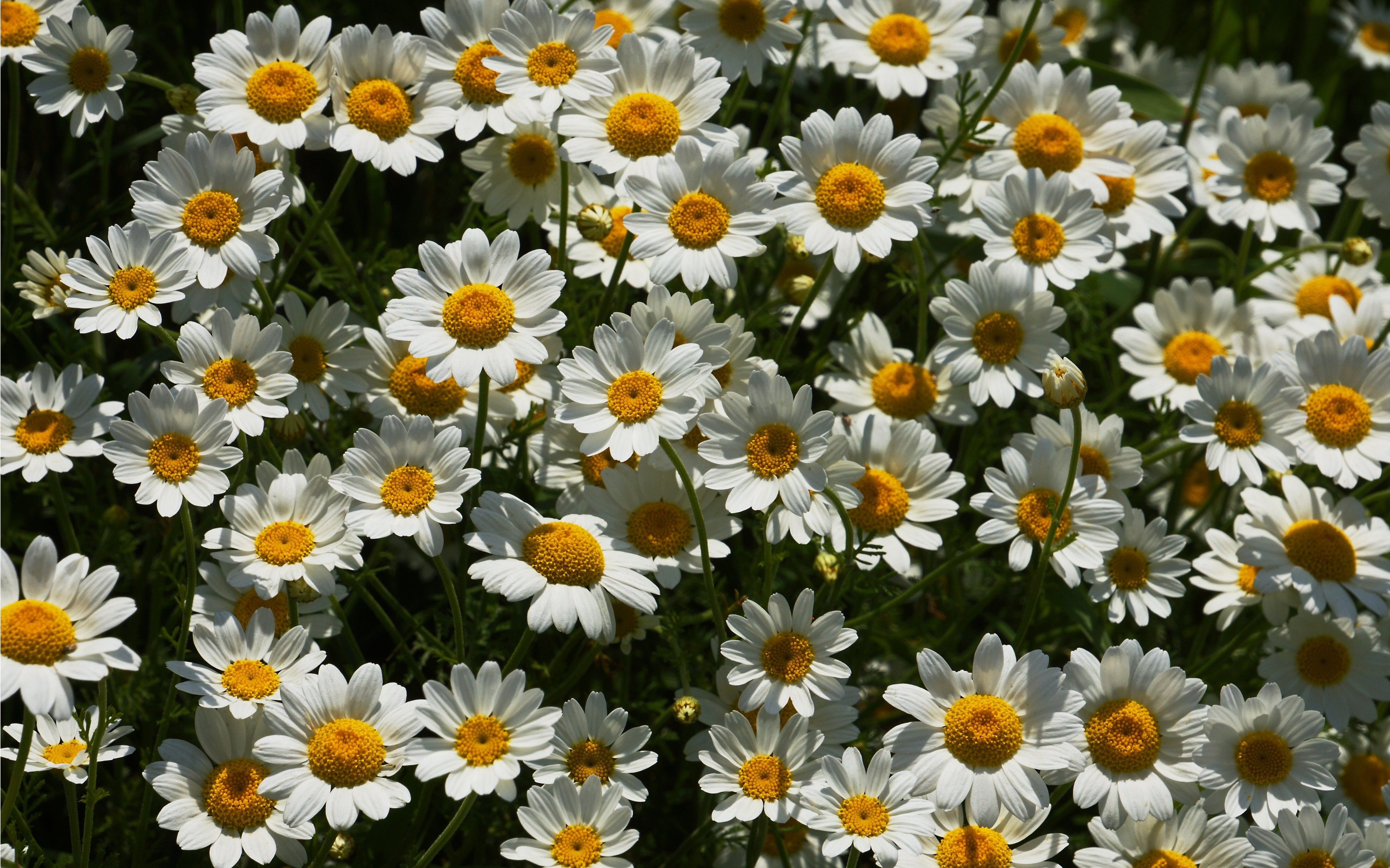 2739536 3840x2399 margarita 4k mejor fondo de pantalla | Tierra | Tokkoro.com