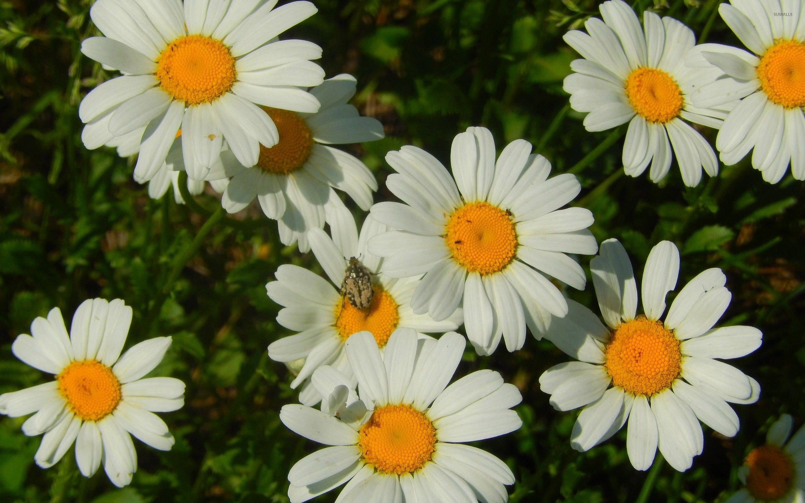 Pequeño error en un fondo de pantalla de margarita - Fondos de flores - # 52508