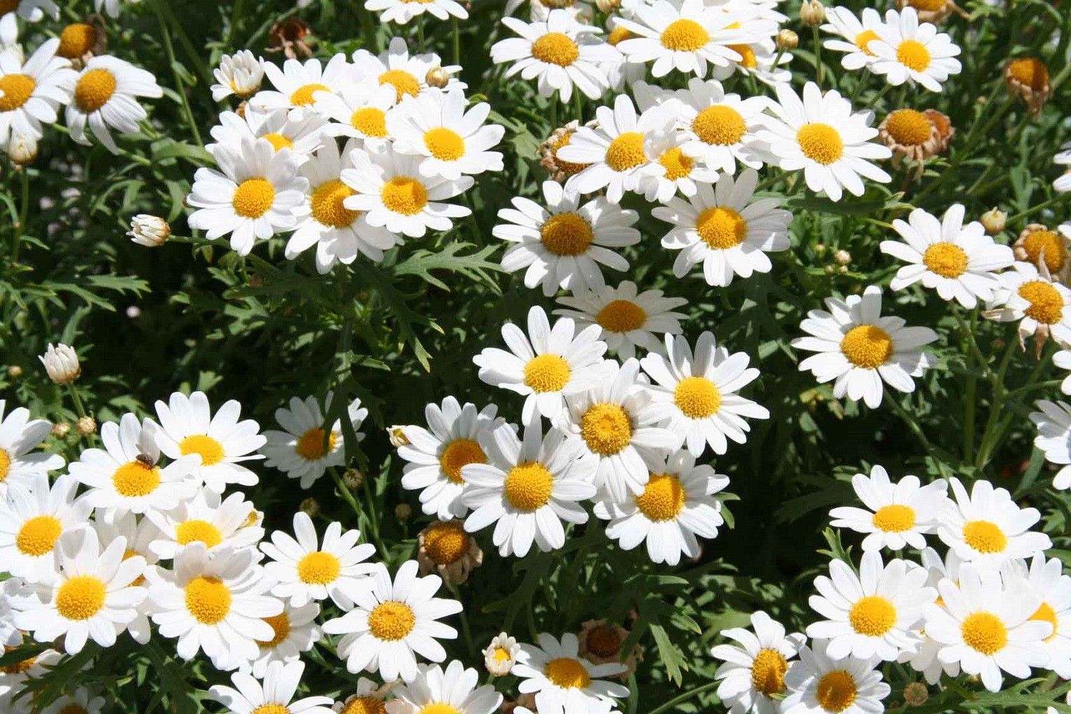 Daisy fondos de pantalla Galería