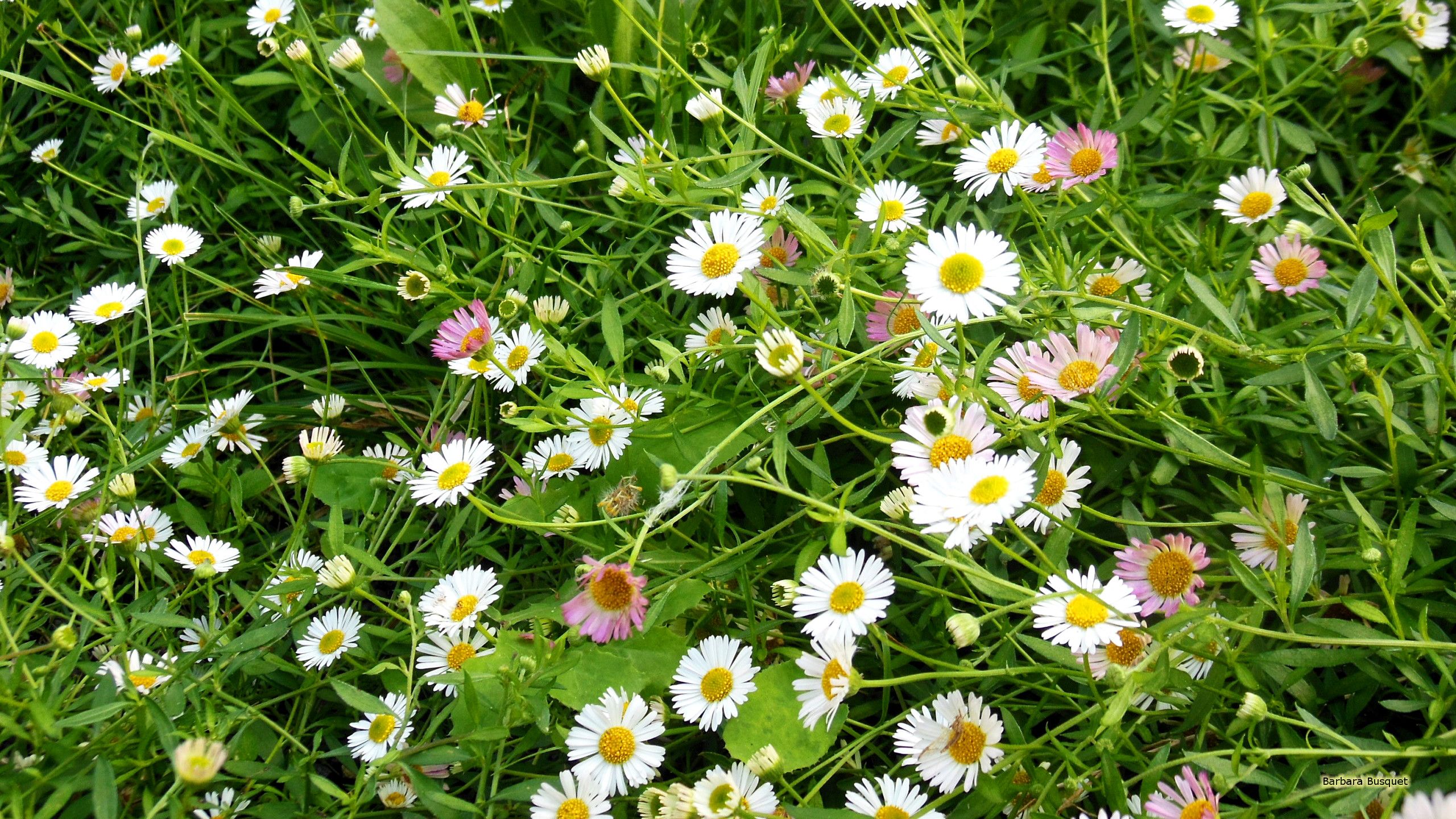 Fondo de pantalla de Bellis perennis daisy - Barbaras HD Wallpapers
