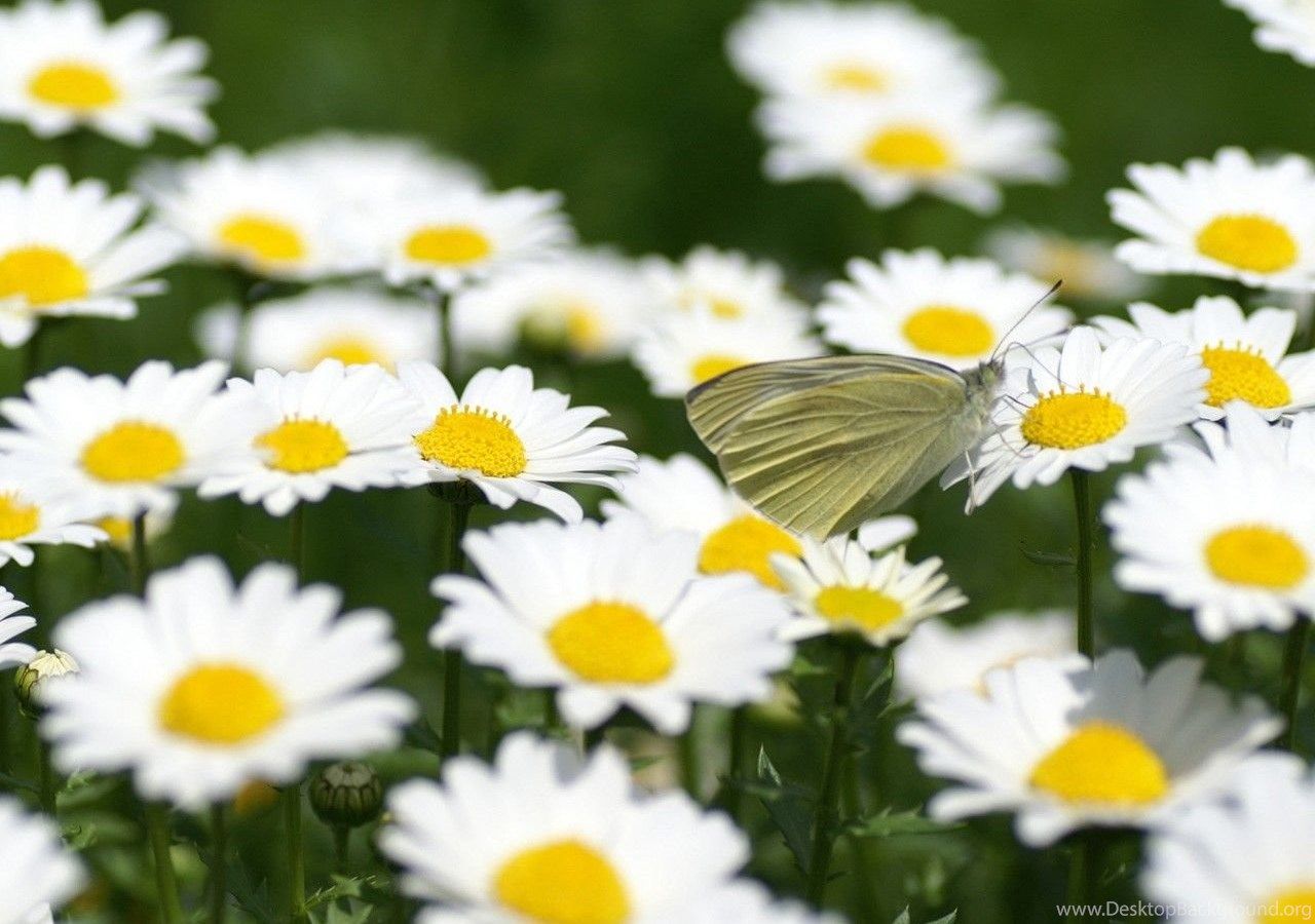 Fondos de pantalla gratis Fondos de flores gratis Daisy Wallpapers Desktop