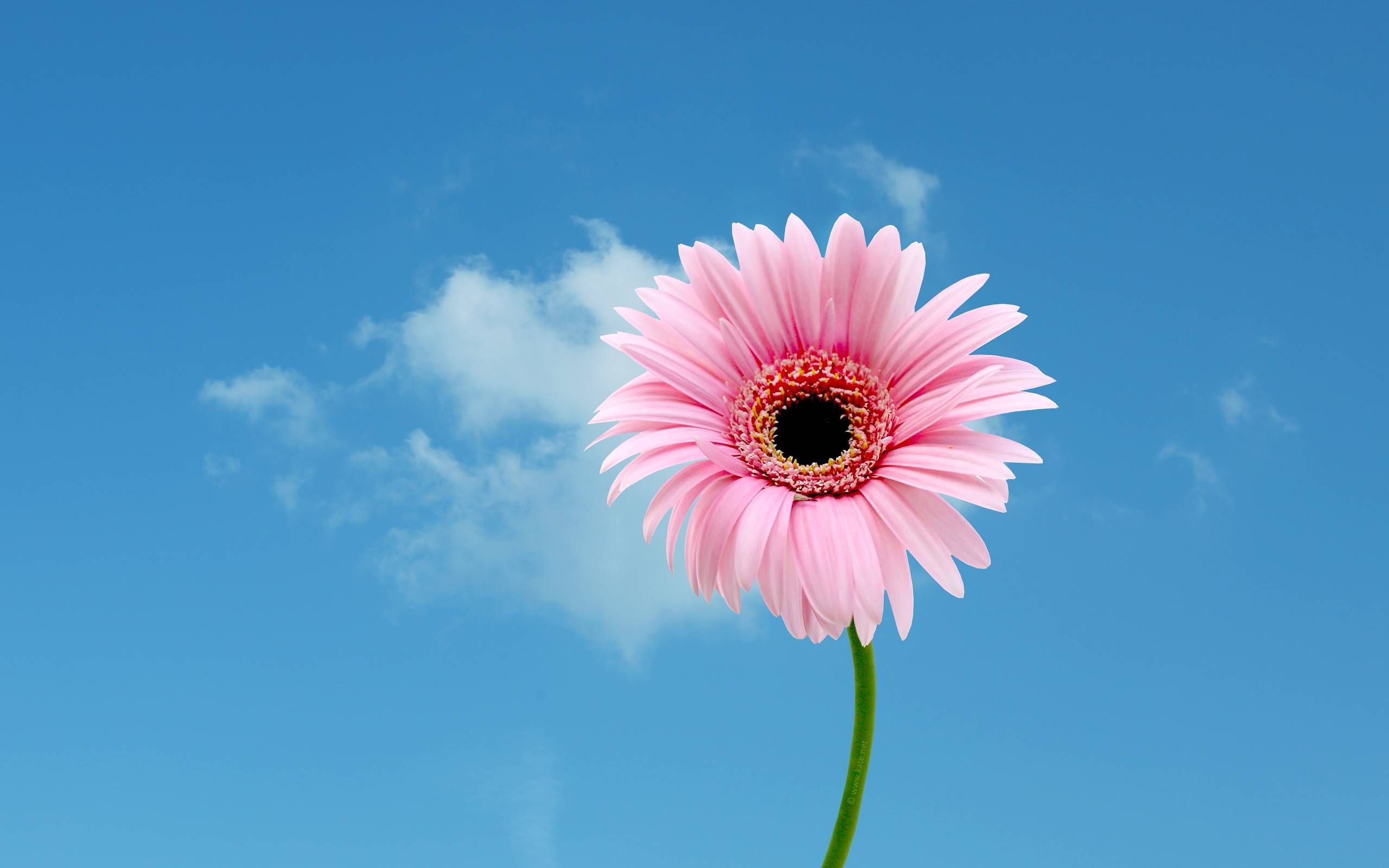 Pink Daisy Wallpaper (más de 61 imágenes)