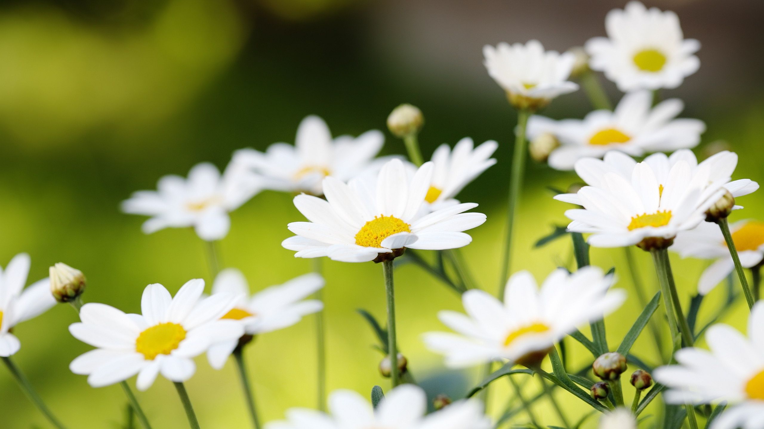 Daisy Wallpapers fondo de pantalla 2560x1440