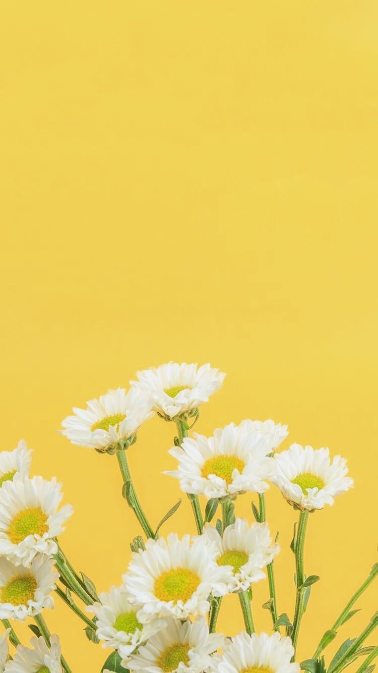 10 Daisy Wallpaper Tumblr iPhone - Descargar Wallpaper HD para PC