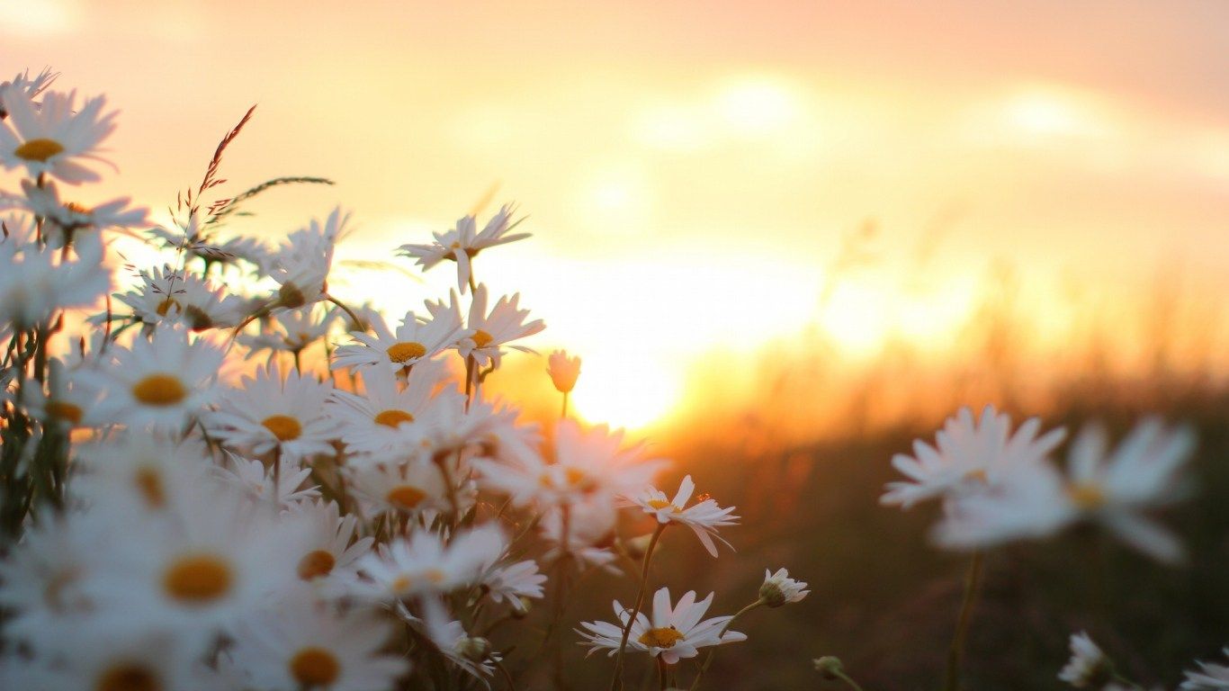 Descargar New Daisy Flowers Wallpaper Widescreen #Ssq