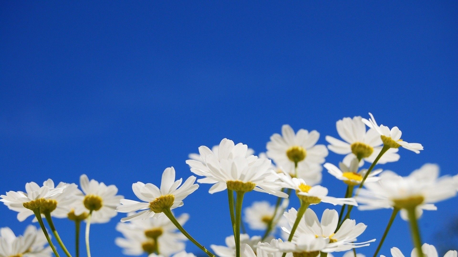 Daisy Wallpaper