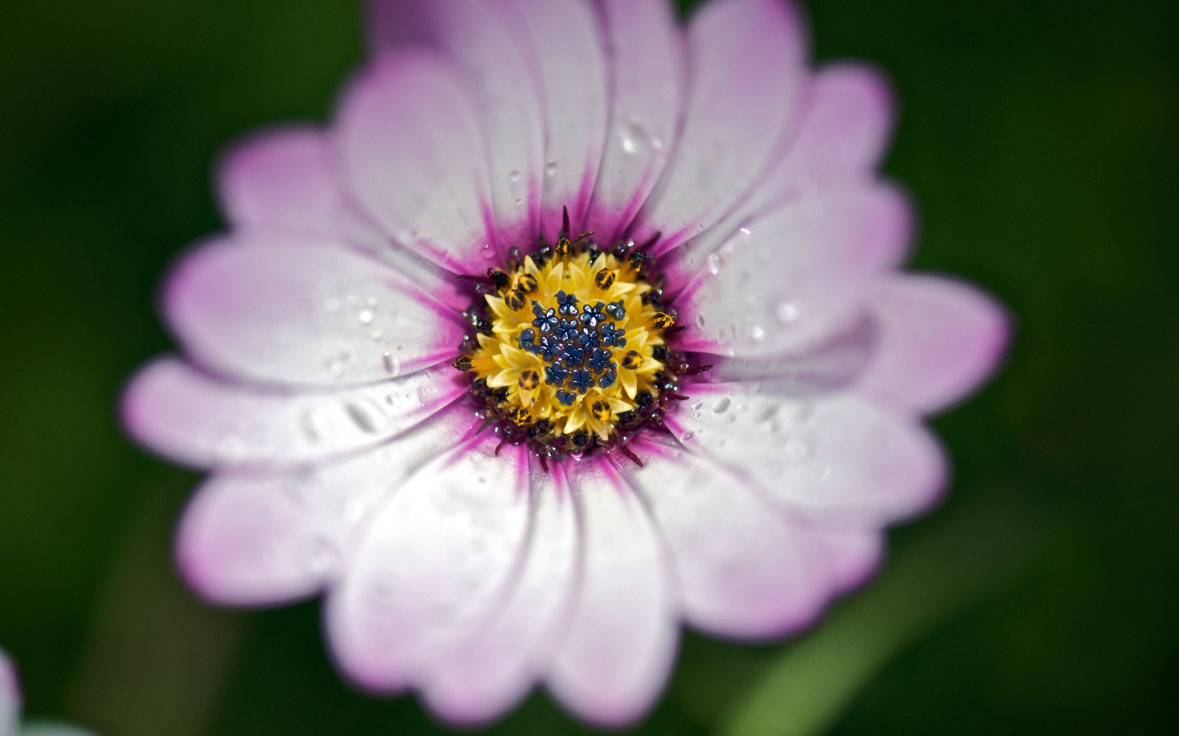 Lindo fondo de pantalla panorámico Purple Daisy | Wide-Wallpapers.NET