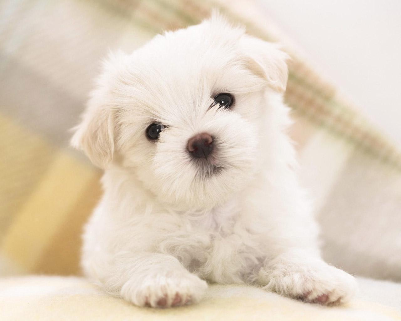 Cute Wallpaper - Teddybear64 Wallpaper (20682571) - fanpop