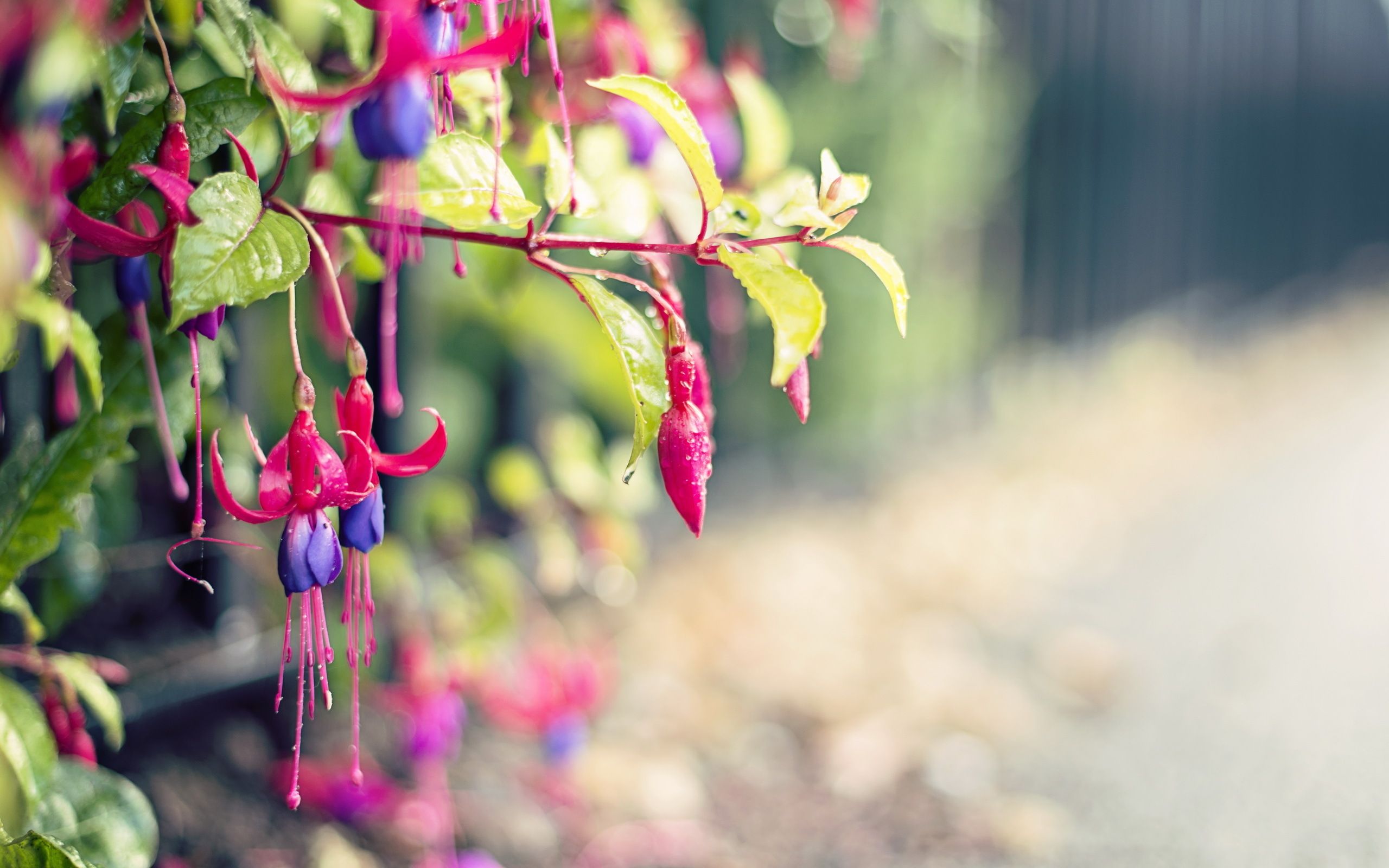 18 fondos de pantalla de Fuchsia HD | Imágenes de fondo