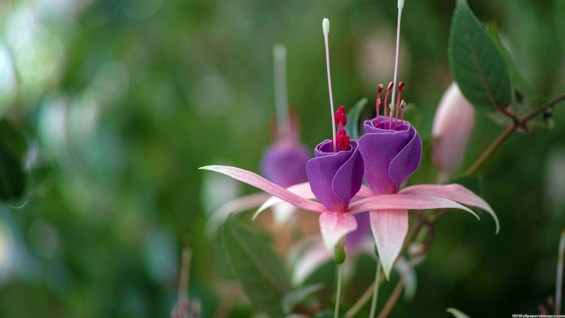 Lila rosa fondo fucsia flor imágenes, fotos, fotos, HD