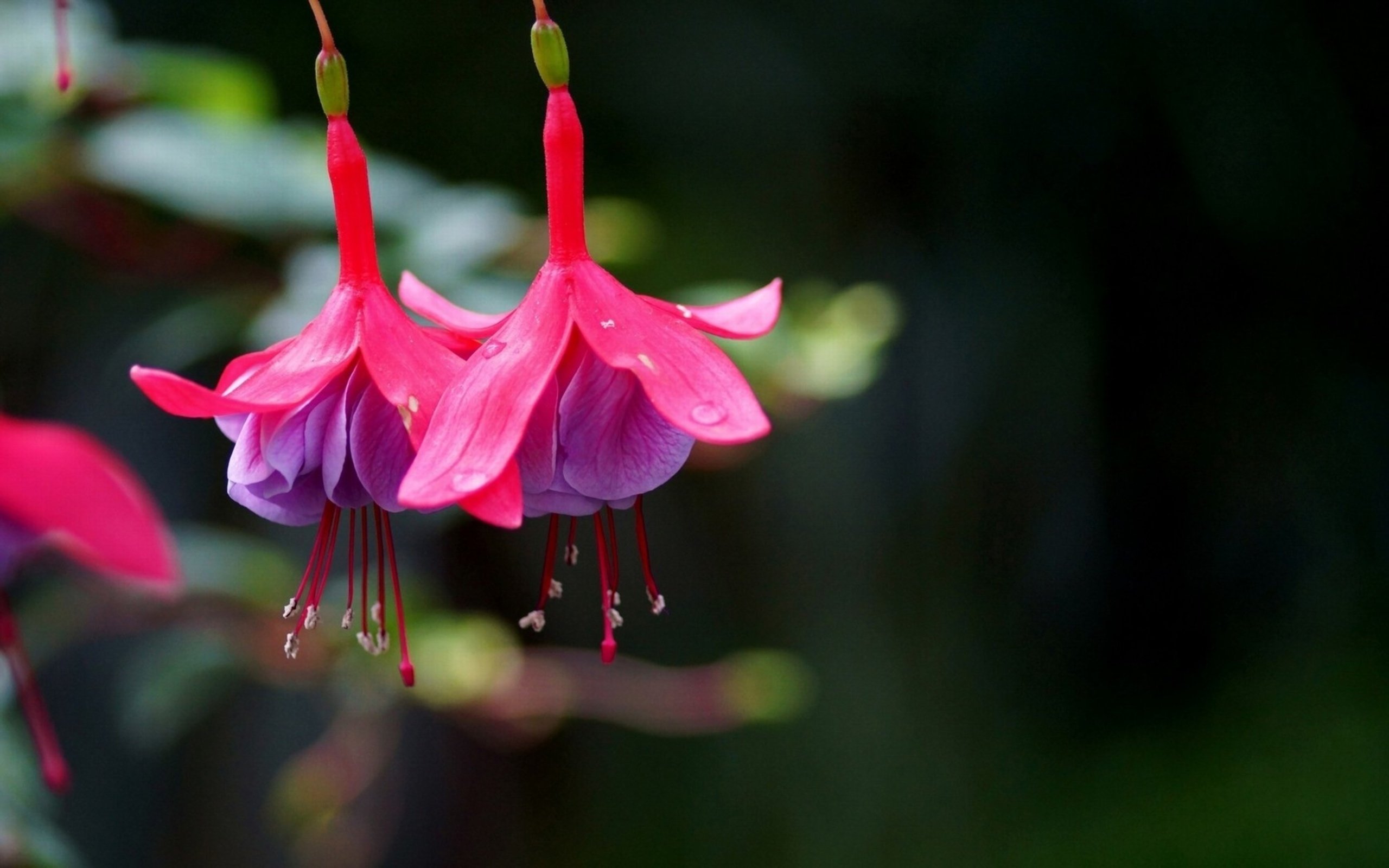 Fondos de pantalla fucsia HD para fondos de escritorio