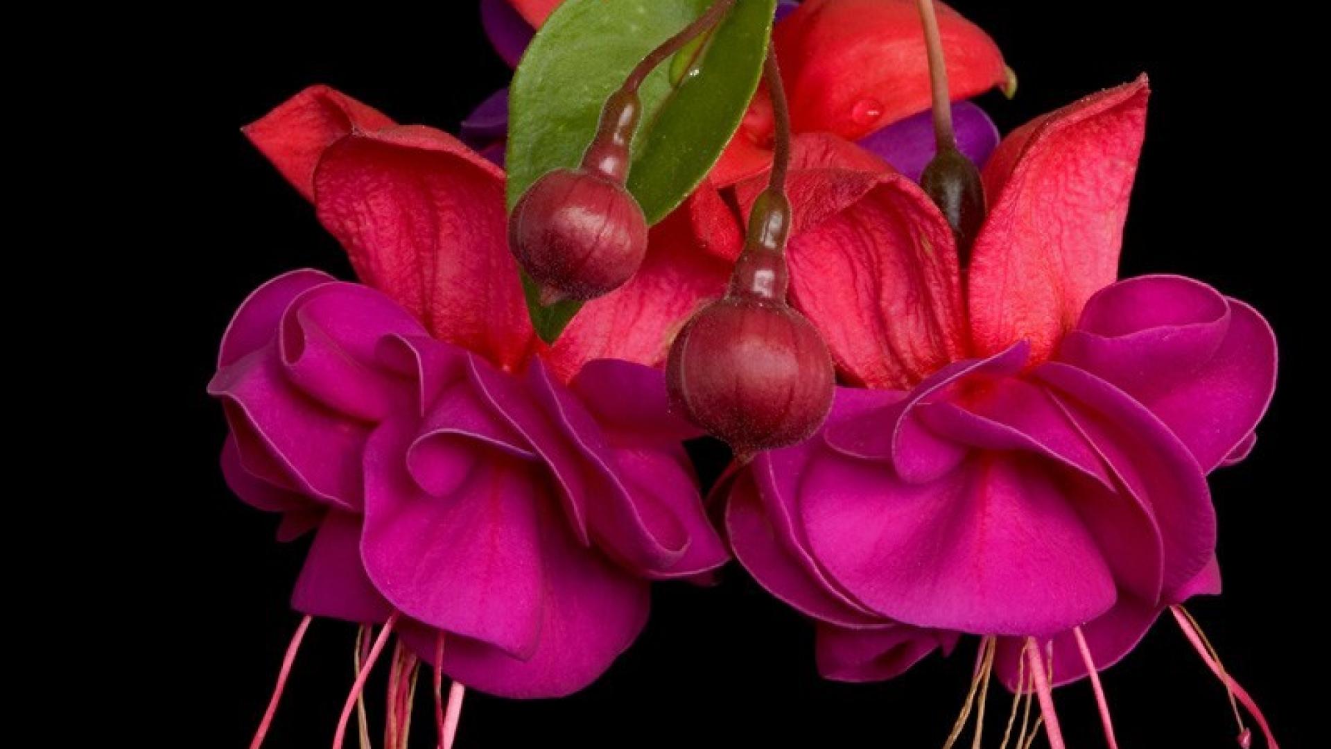 Fondo de pantalla fucsia 1920x1080