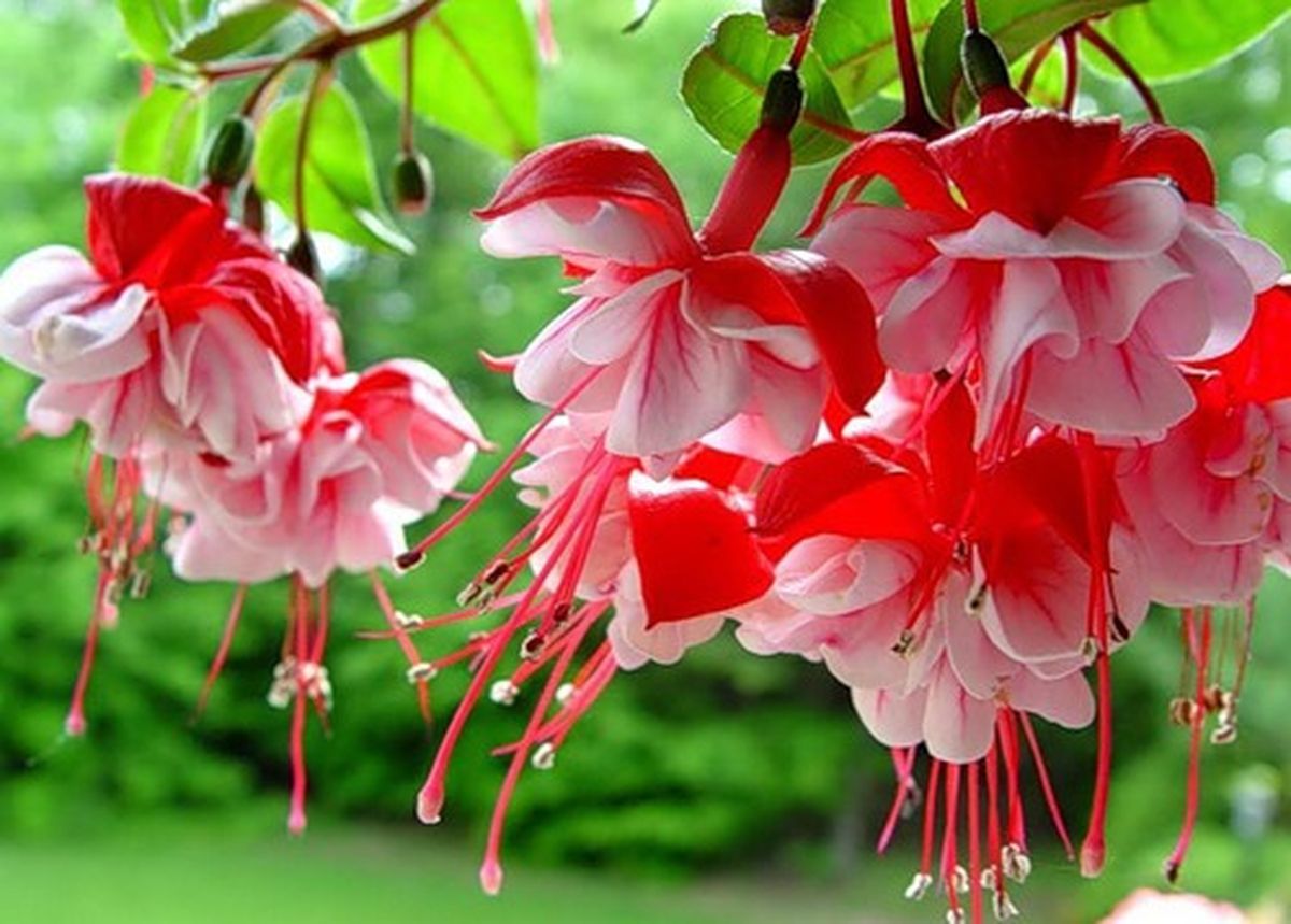 Fuchsia Flow HD Wallpaper, imágenes de fondo
