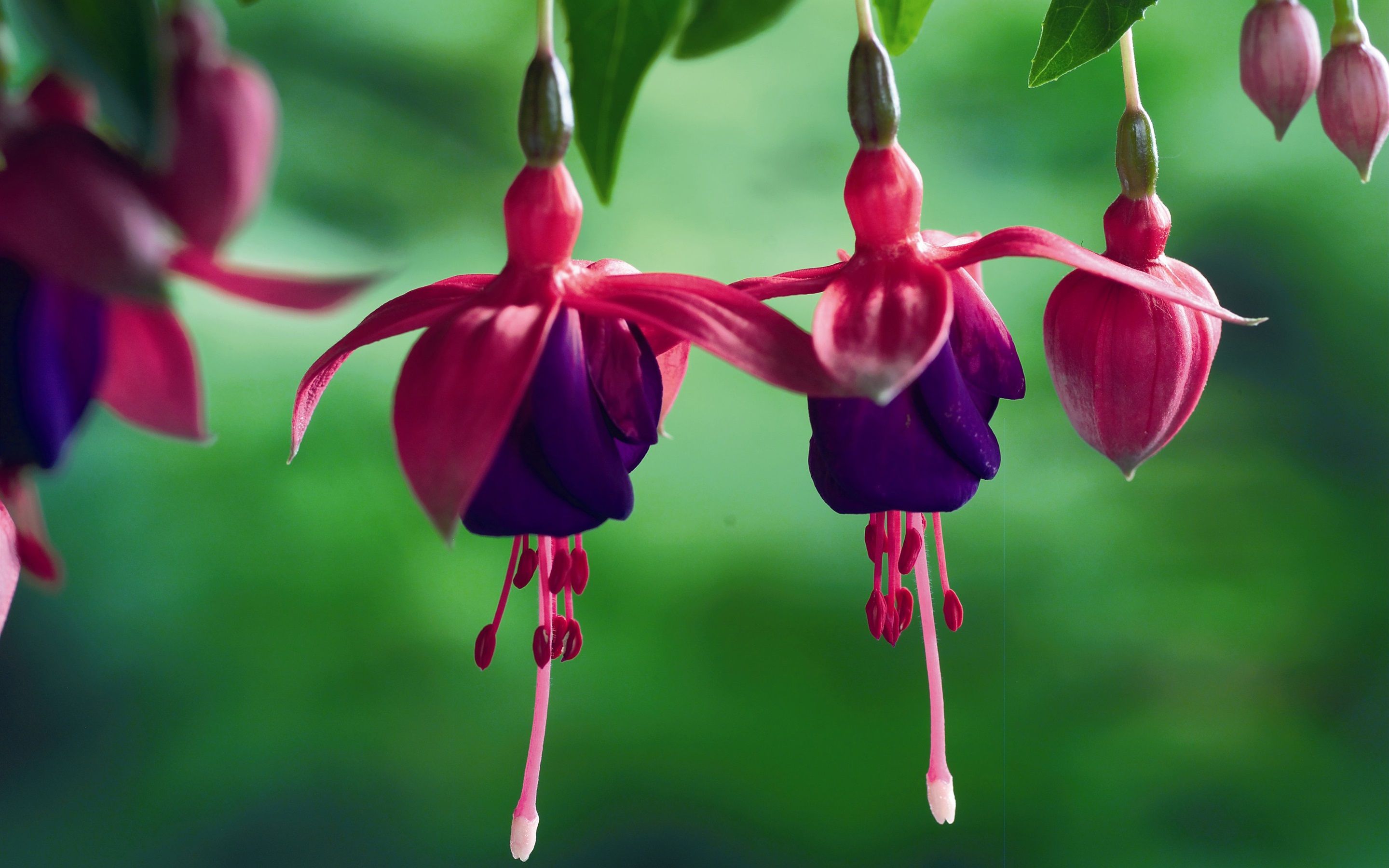 Fondo de pantalla de flores fucsias en verano, fondo verde 2880x1800 HD