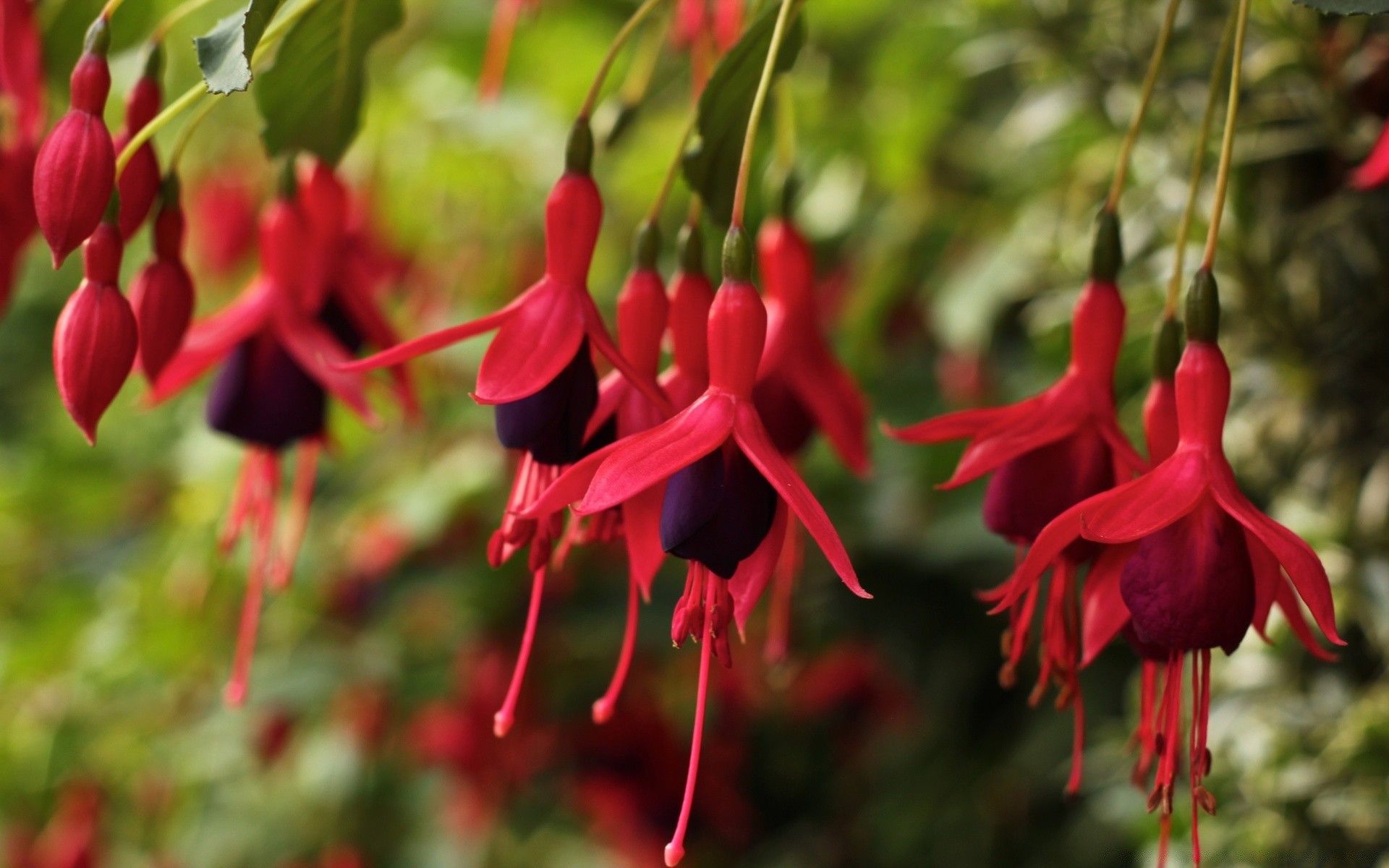 Flores fucsias - Fondos de pantalla del teléfono