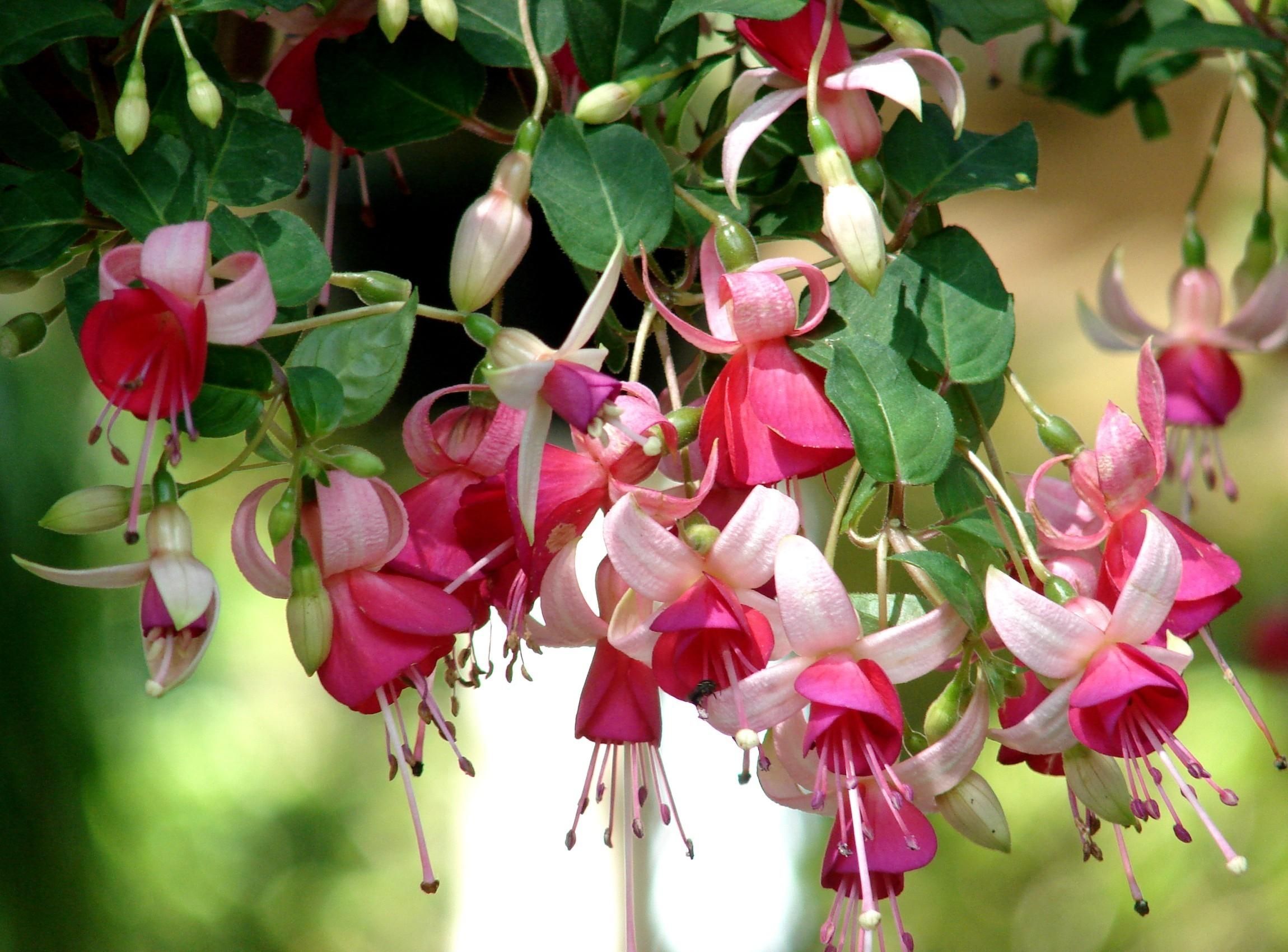 Fondos de pantalla: fucsia, flores, hierbas, estambres, de cerca, borroso