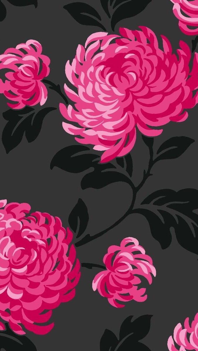 Fuschia Wallpaper, (41+) colecciones de imágenes de fondos de pantalla