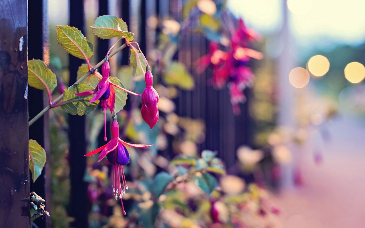 Fuchsia Flower HD Wallpaper, imágenes de fondo