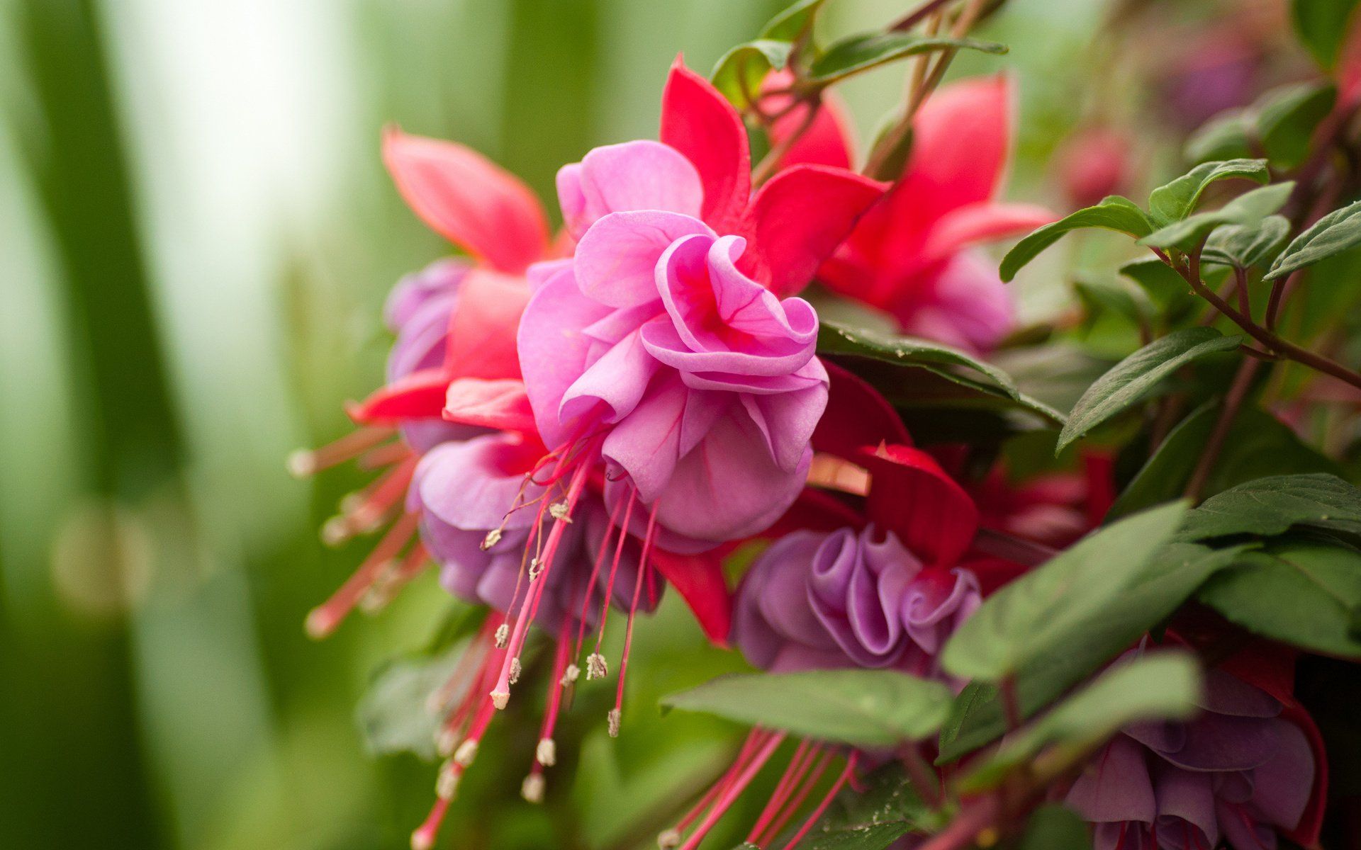 Fuchsia Fondo de pantalla HD | Imagen de fondo | 1920x1200 | ID: 341430